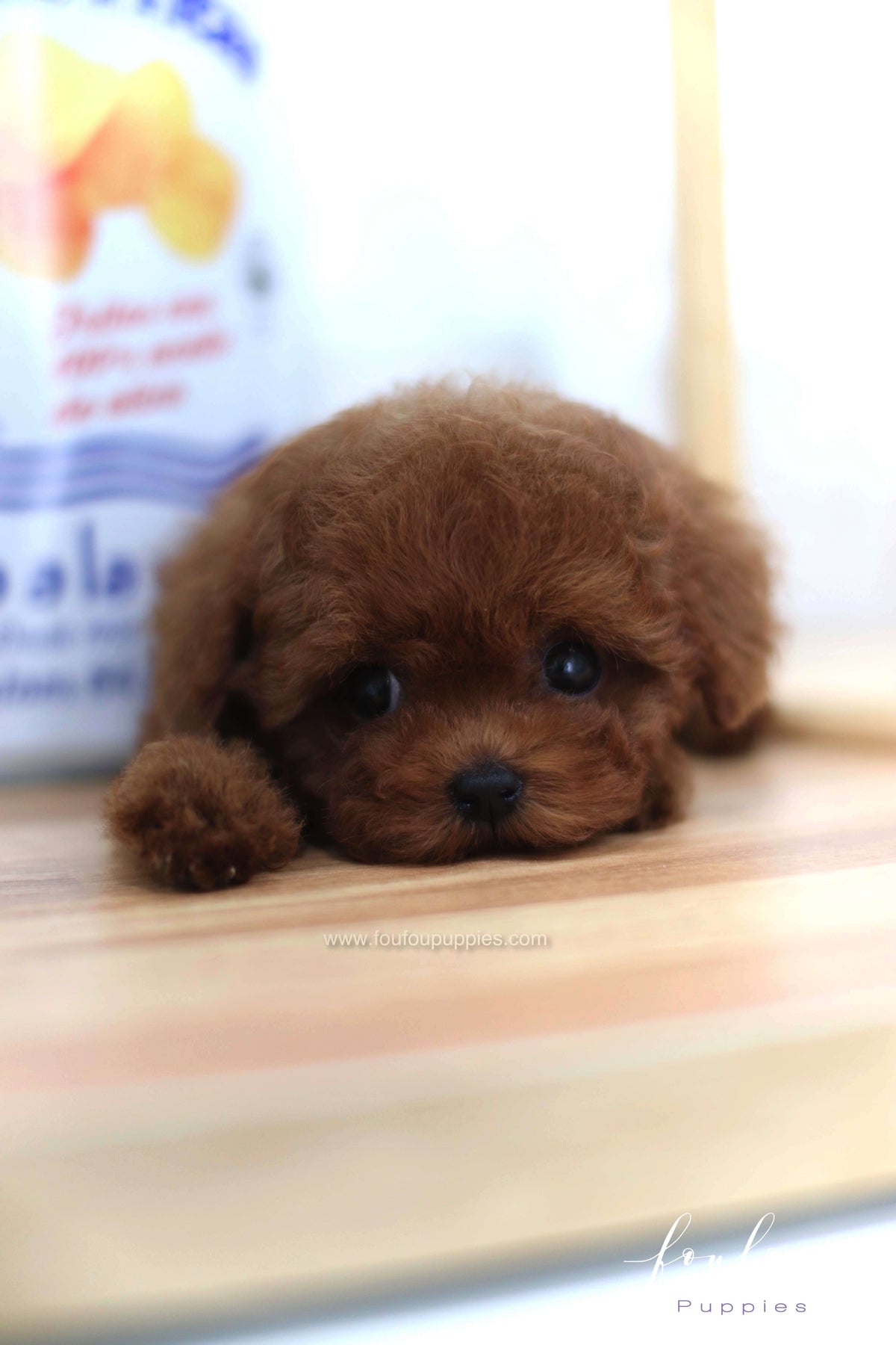 Lady - Poodle F. -