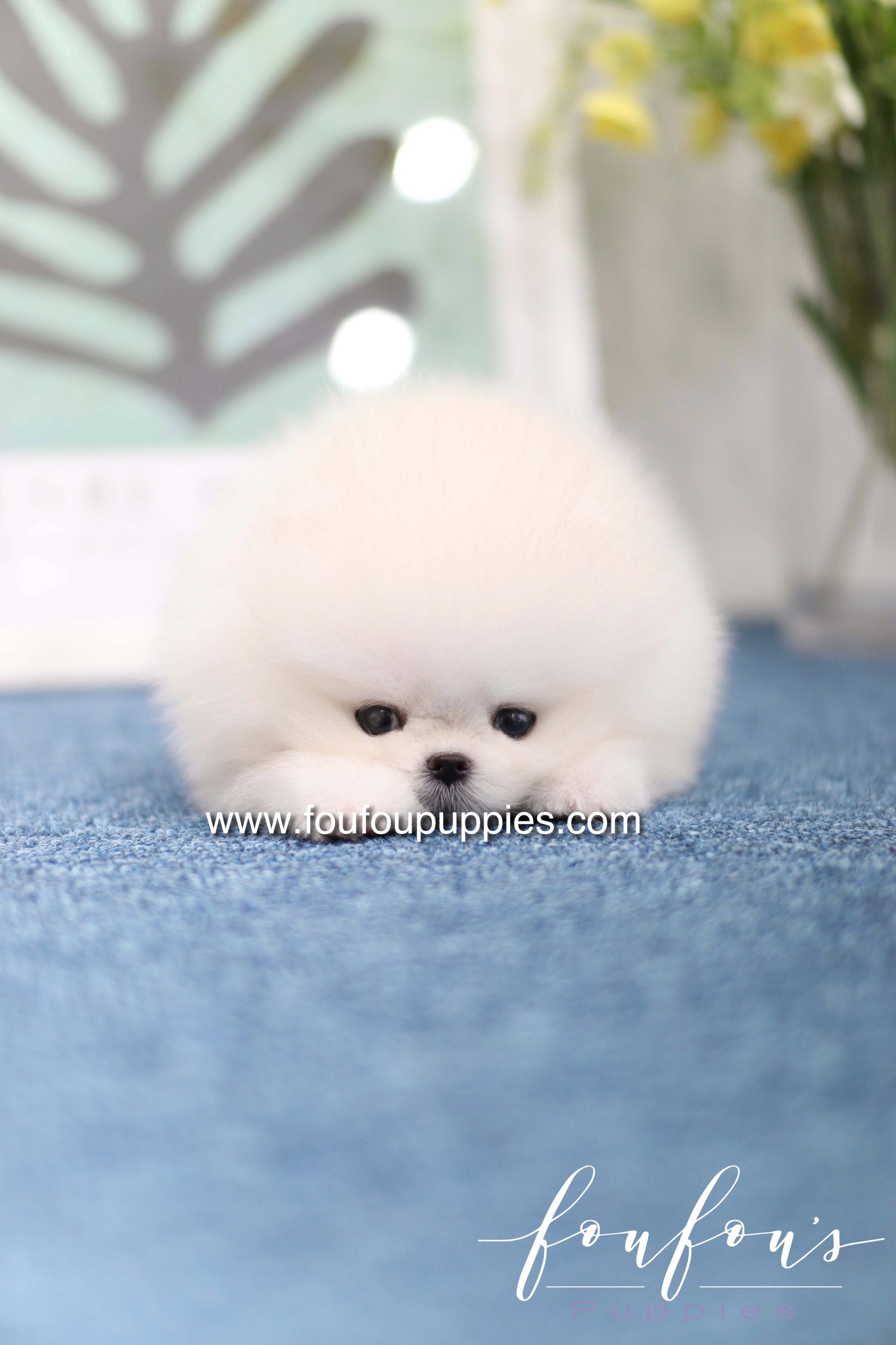 Teddy - Pomeranian M.
