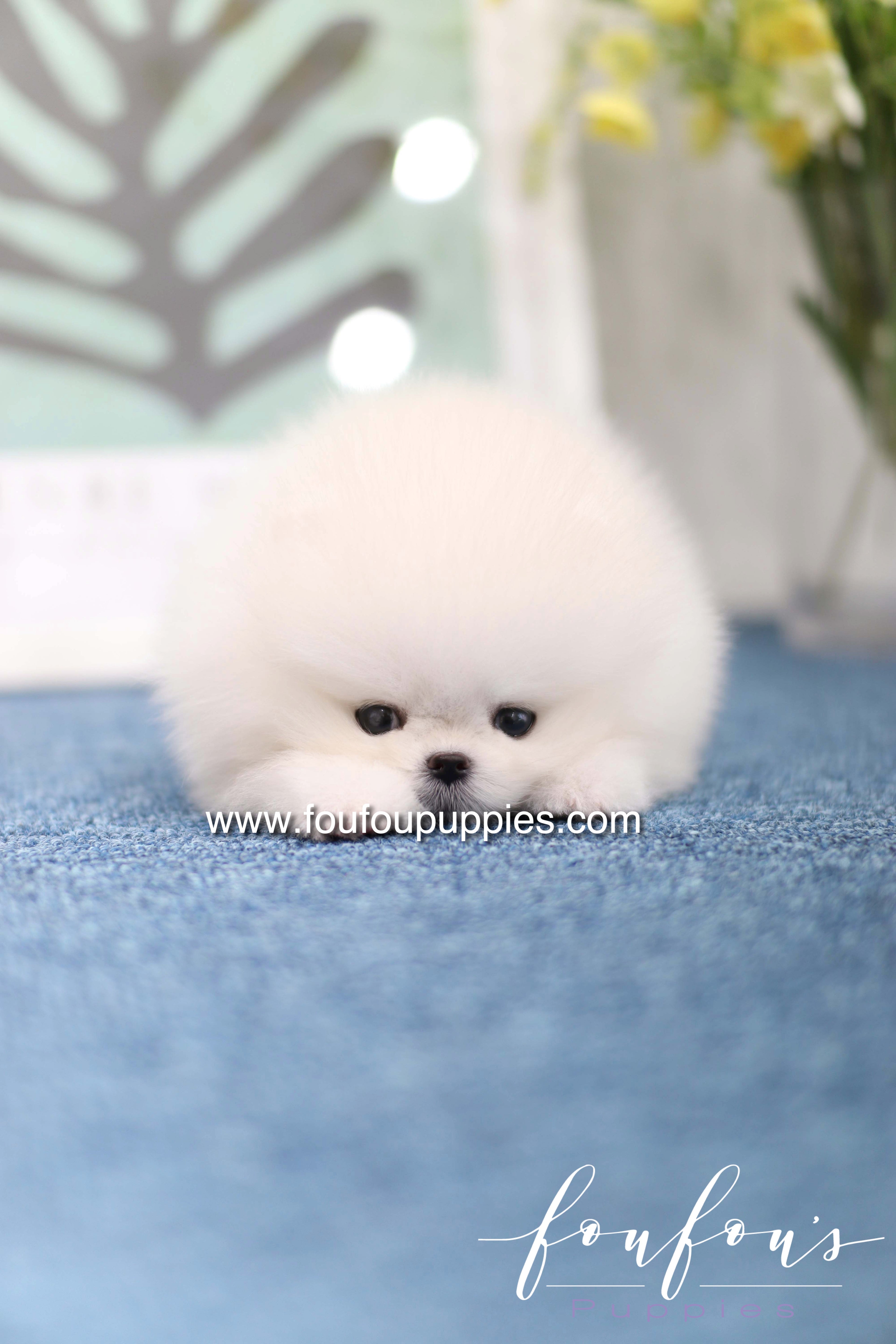 Teddy - Pomeranian M.