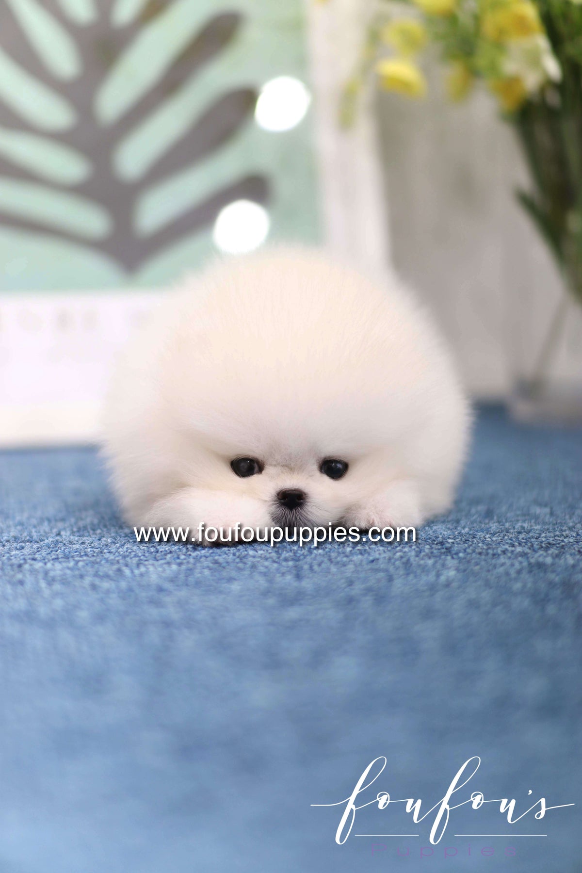 Teddy - Pomeranian M.