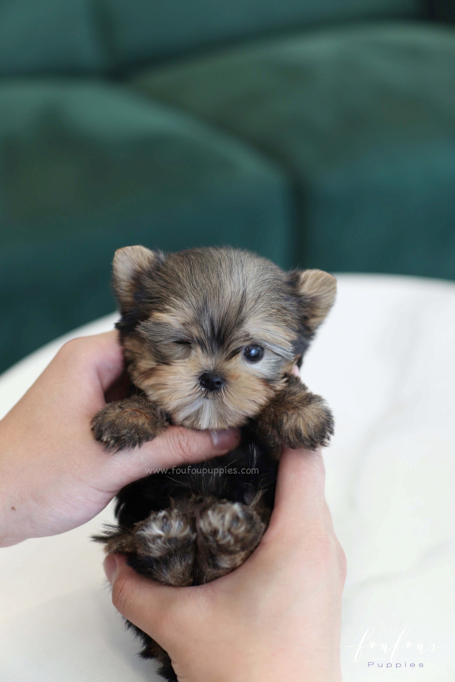 Fairy - Yorkshire Terrier F.