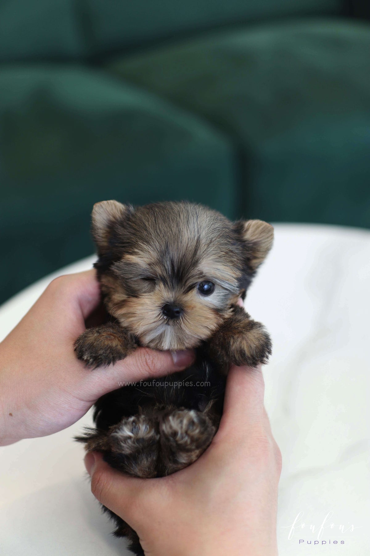 Fairy - Yorkshire Terrier F.