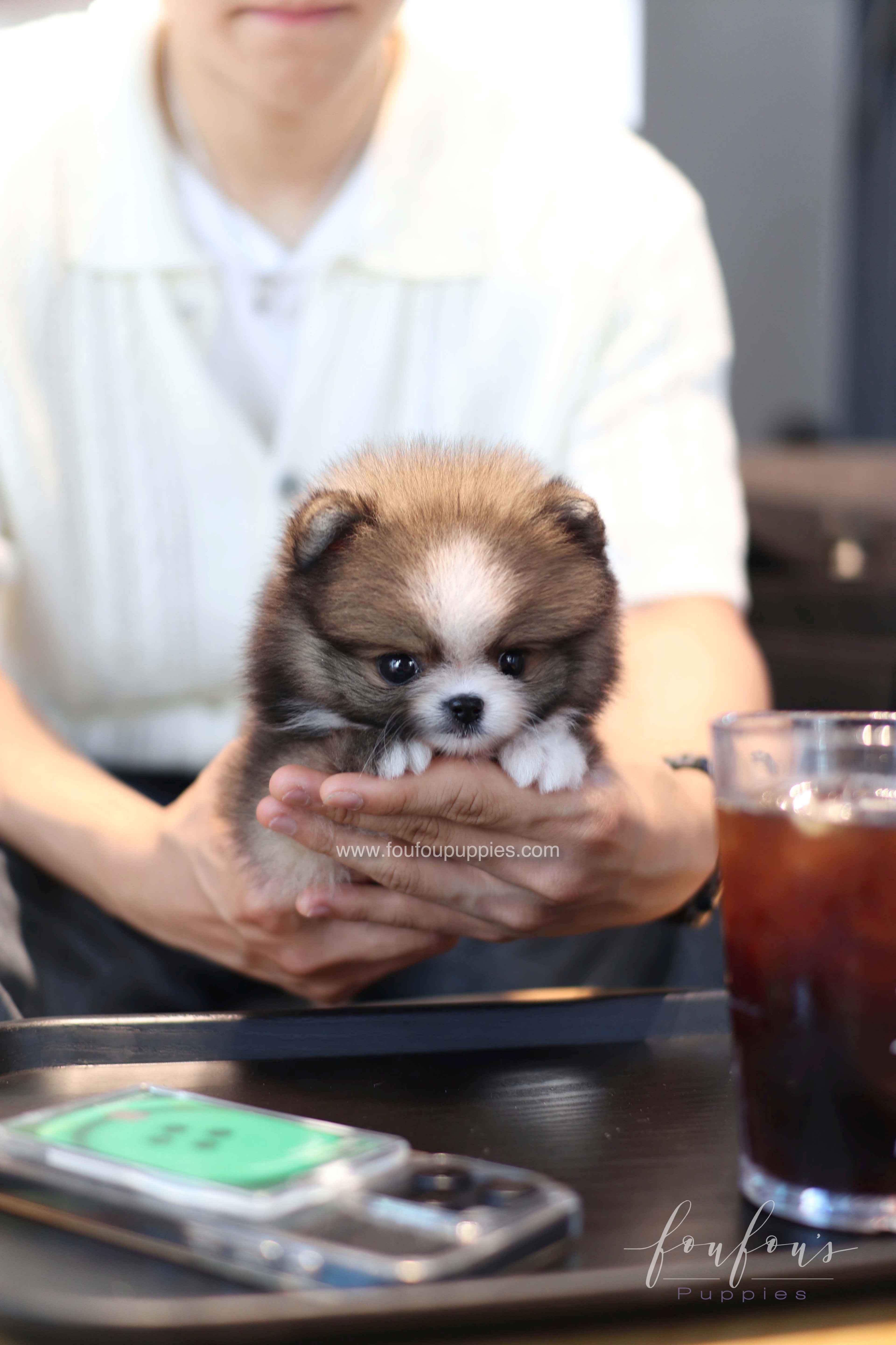 Kelly - Pomeranian F.