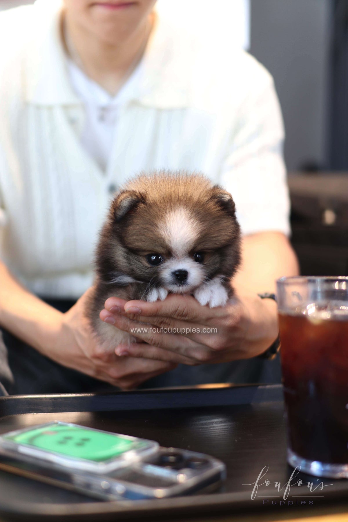 Kelly - Pomeranian F.