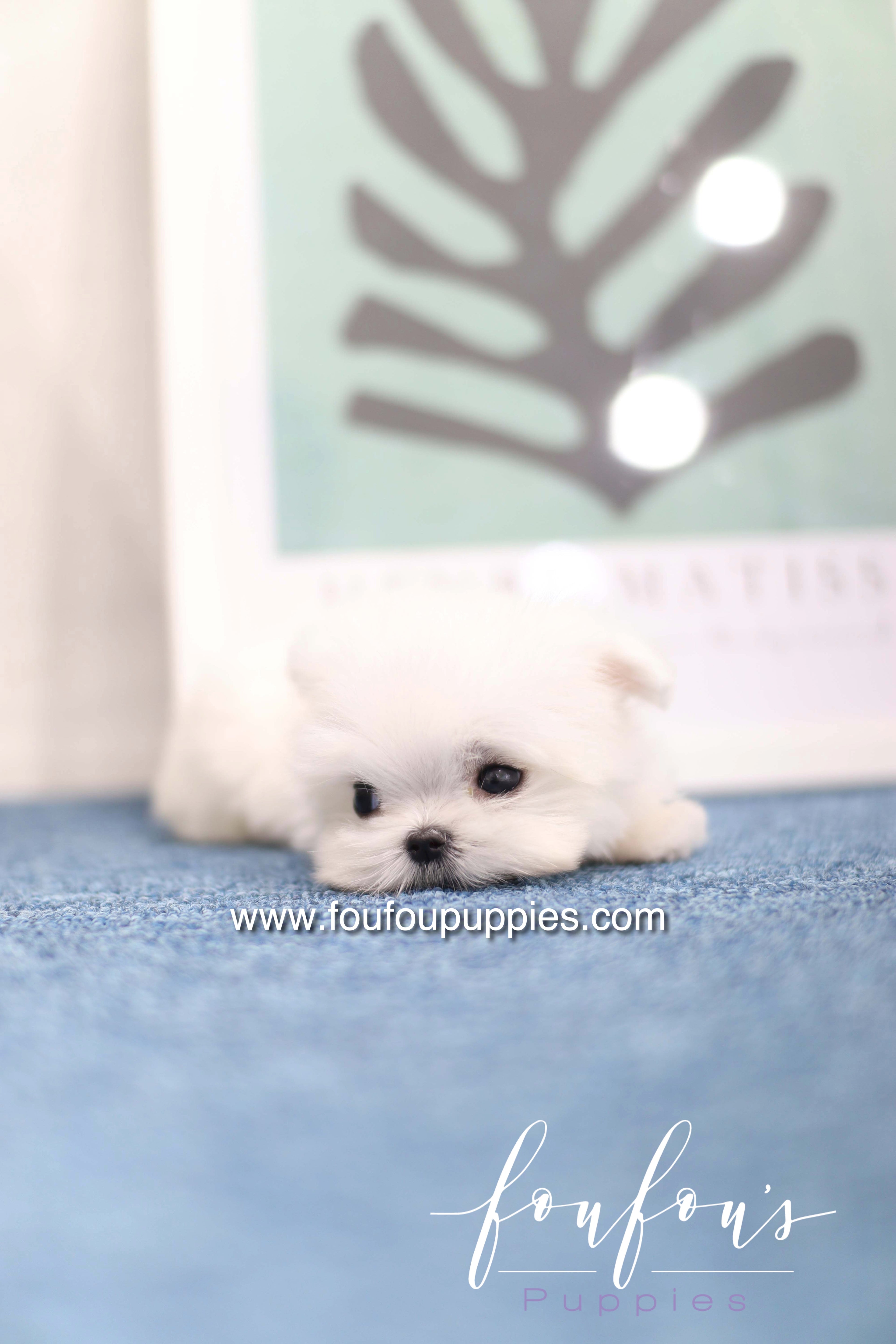 Daisy - Maltese F. -
