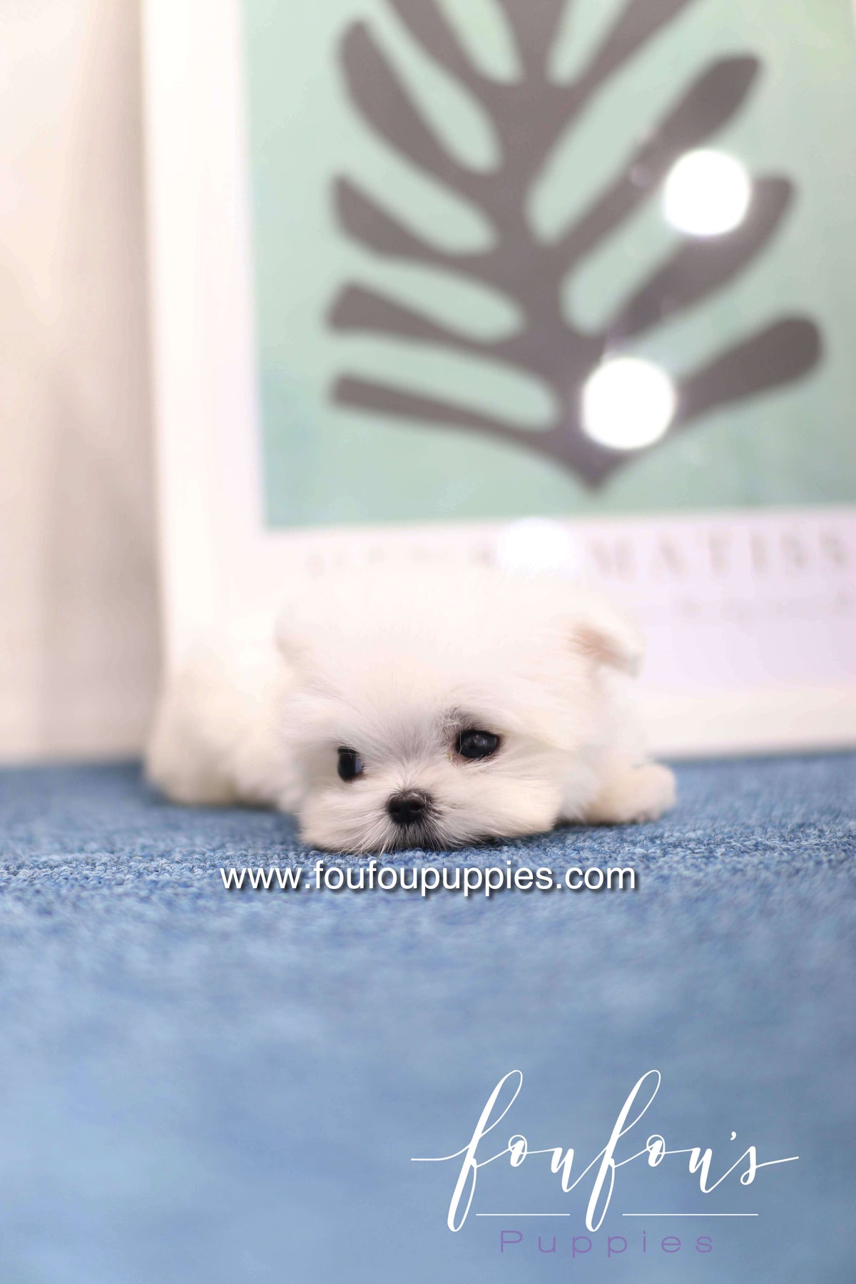 Daisy - Maltese F. -