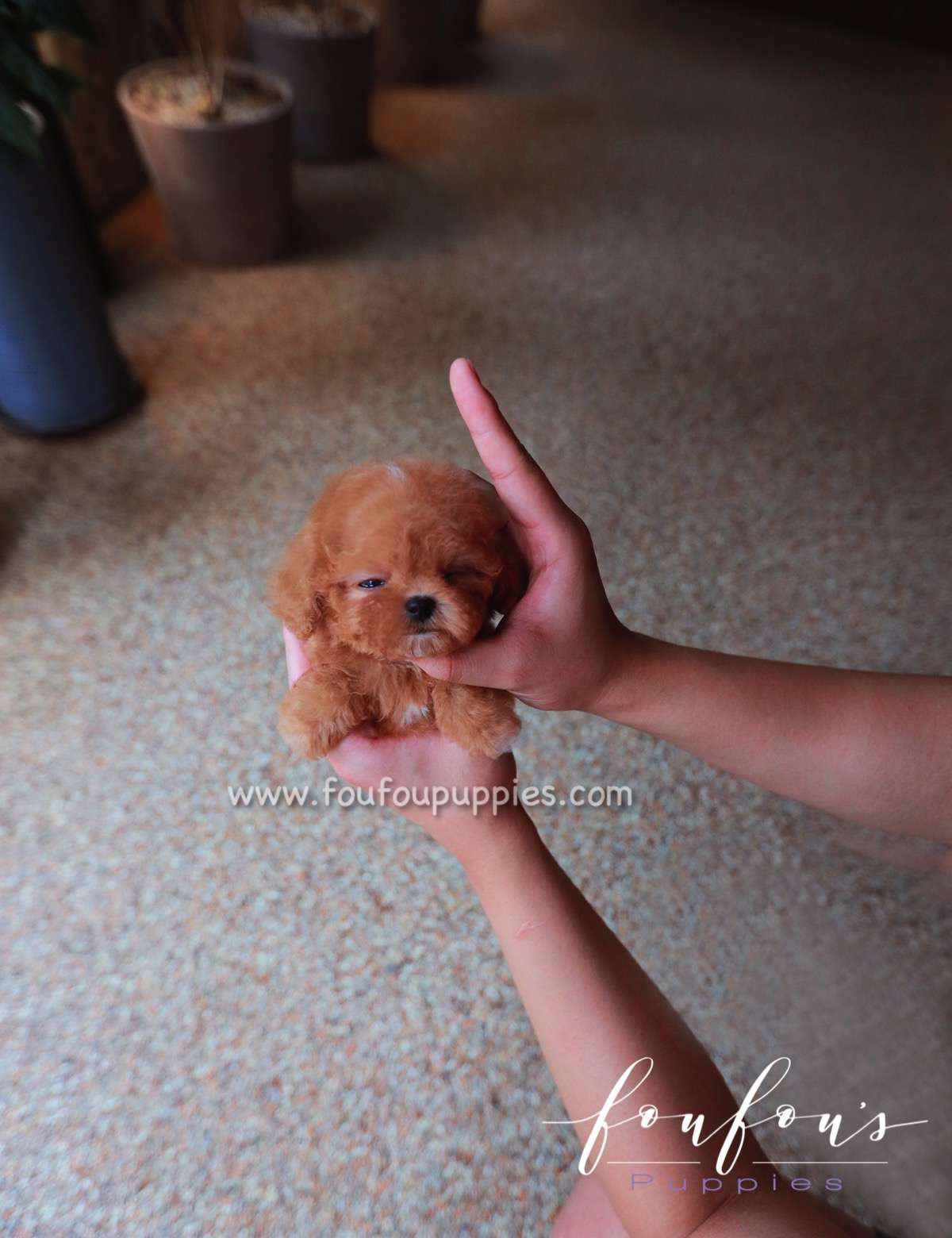 Saffron - Poodle F.