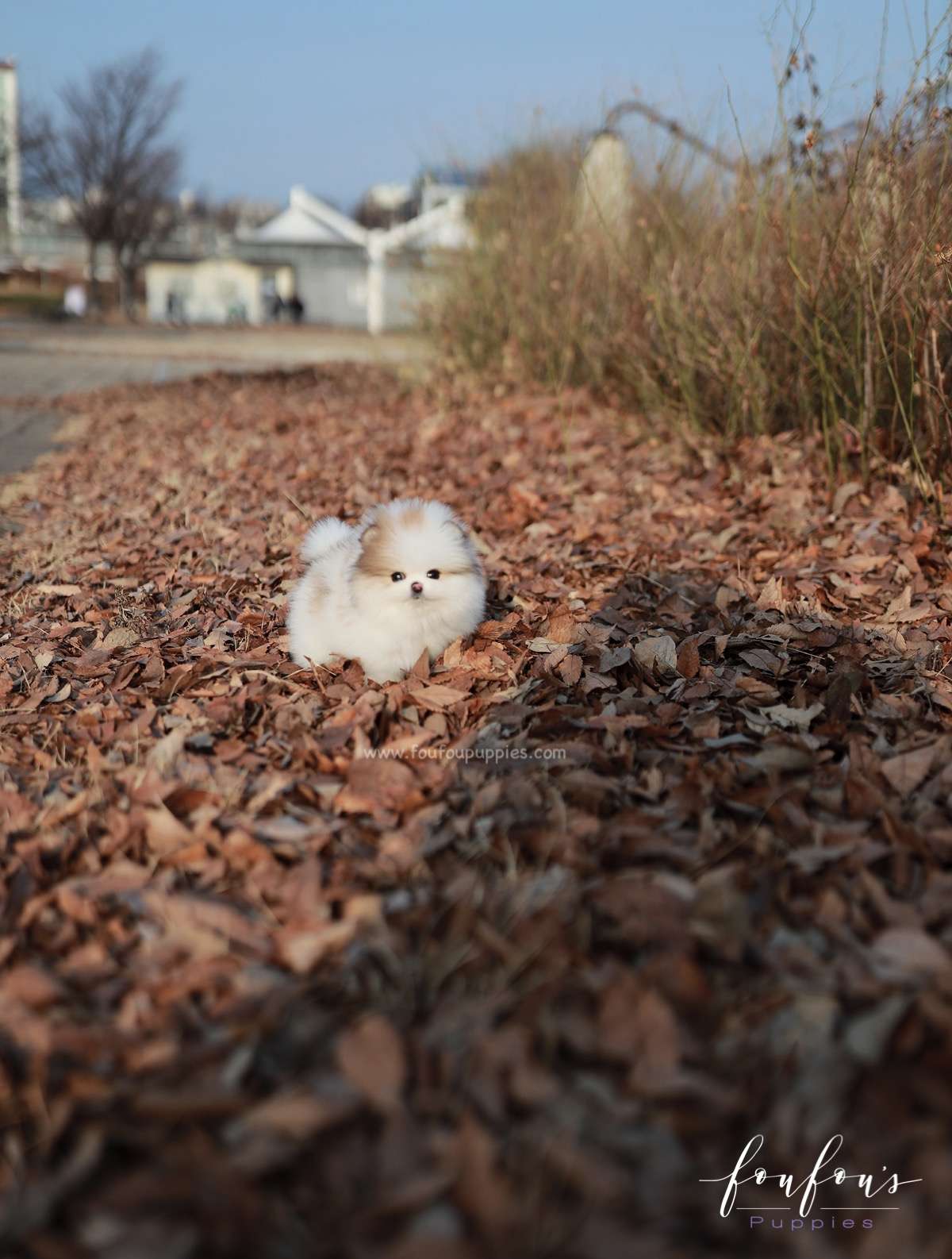Marbles - Pomeranian F.