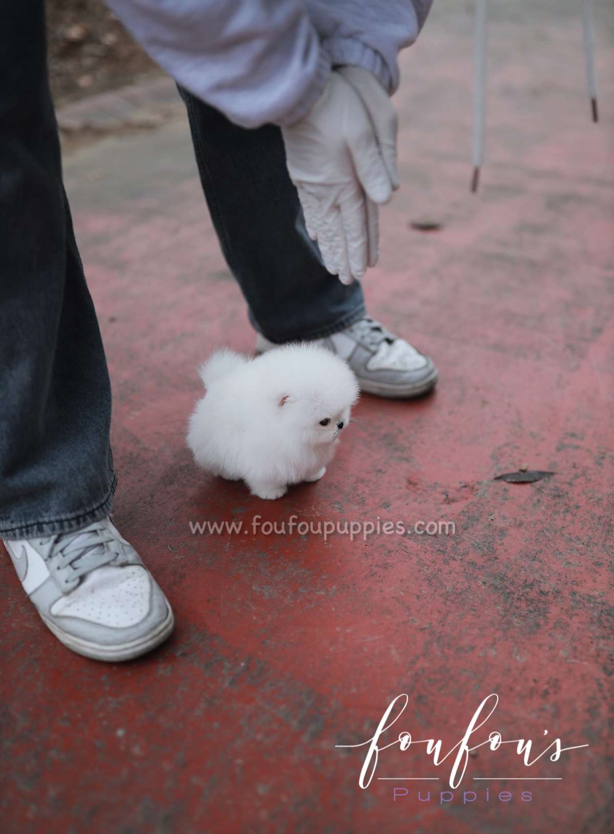 Marshmallow - Pomeranian F.