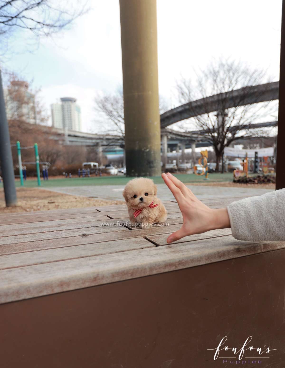 Nala - Poodle F.