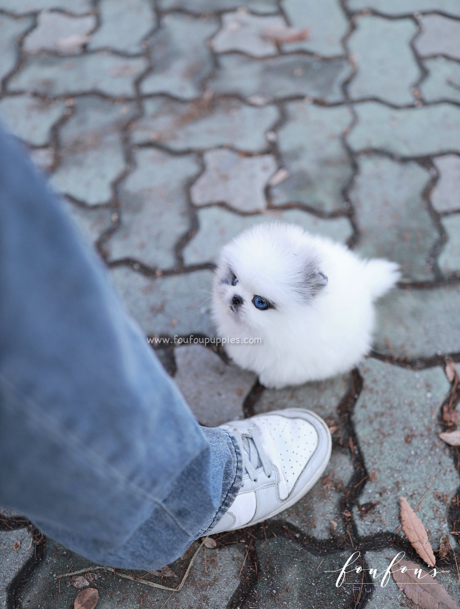 Bleu - Pomeranian M.