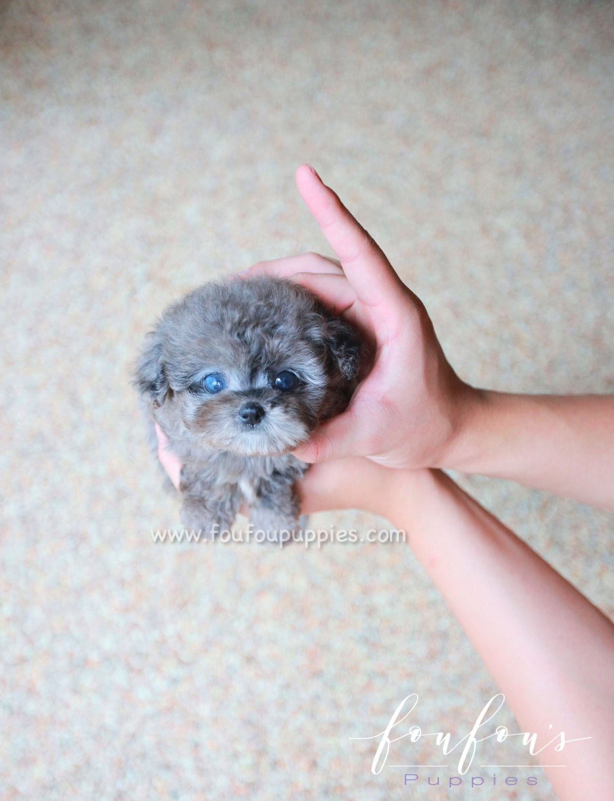Ziggy - Maltipoo M.
