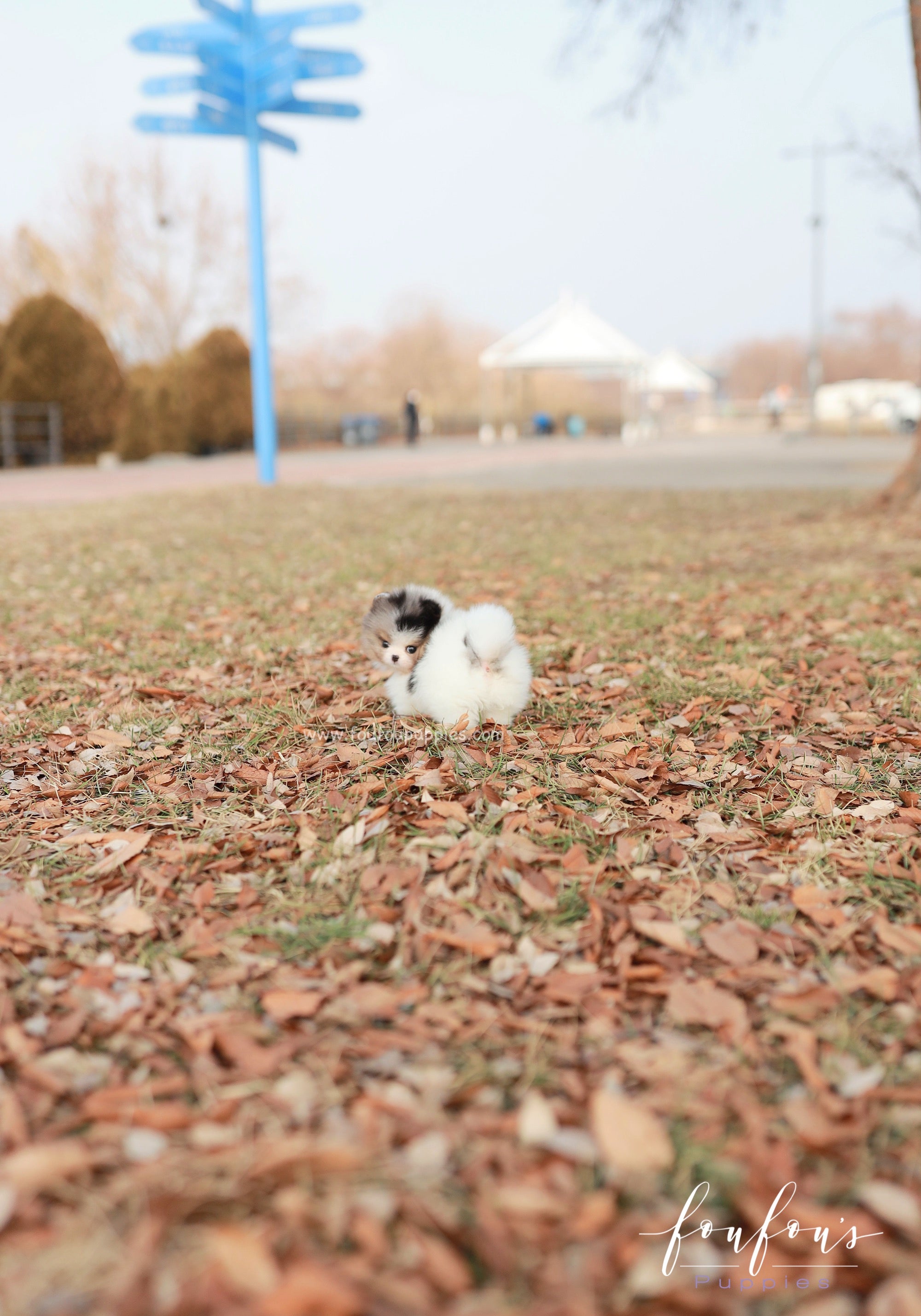 Kai - Pomeranian M.