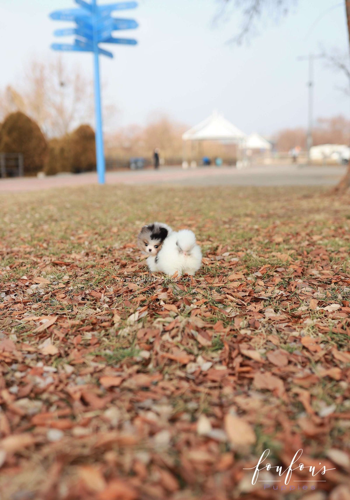 Kai - Pomeranian M.