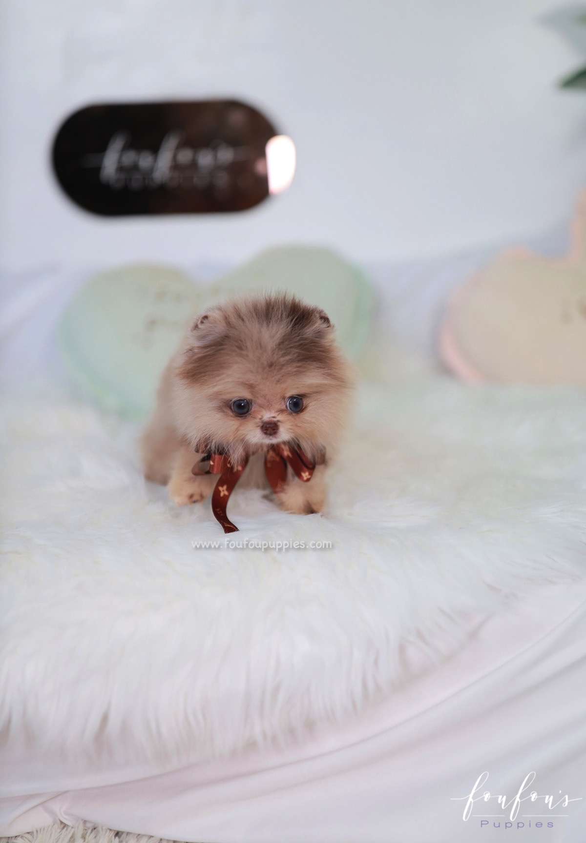 Candy - Pomeranian F.