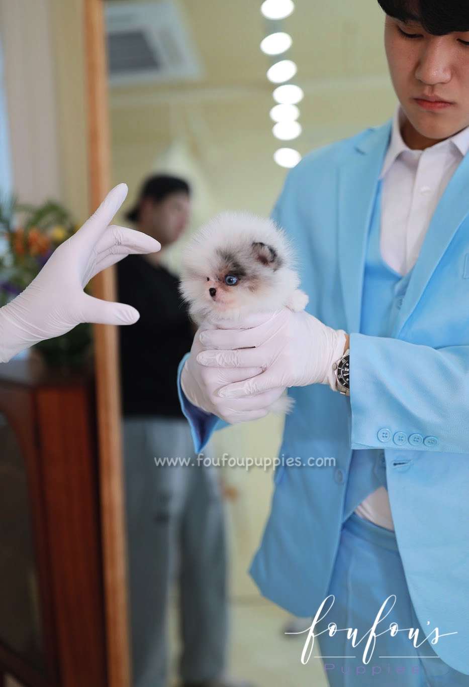Amara - Pomeranian F.