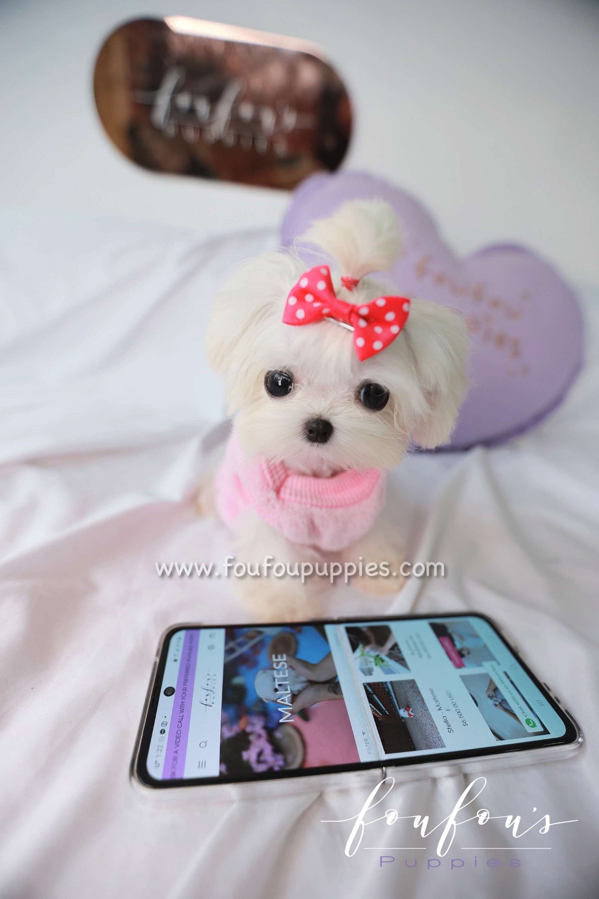 Joy - Maltese F.
