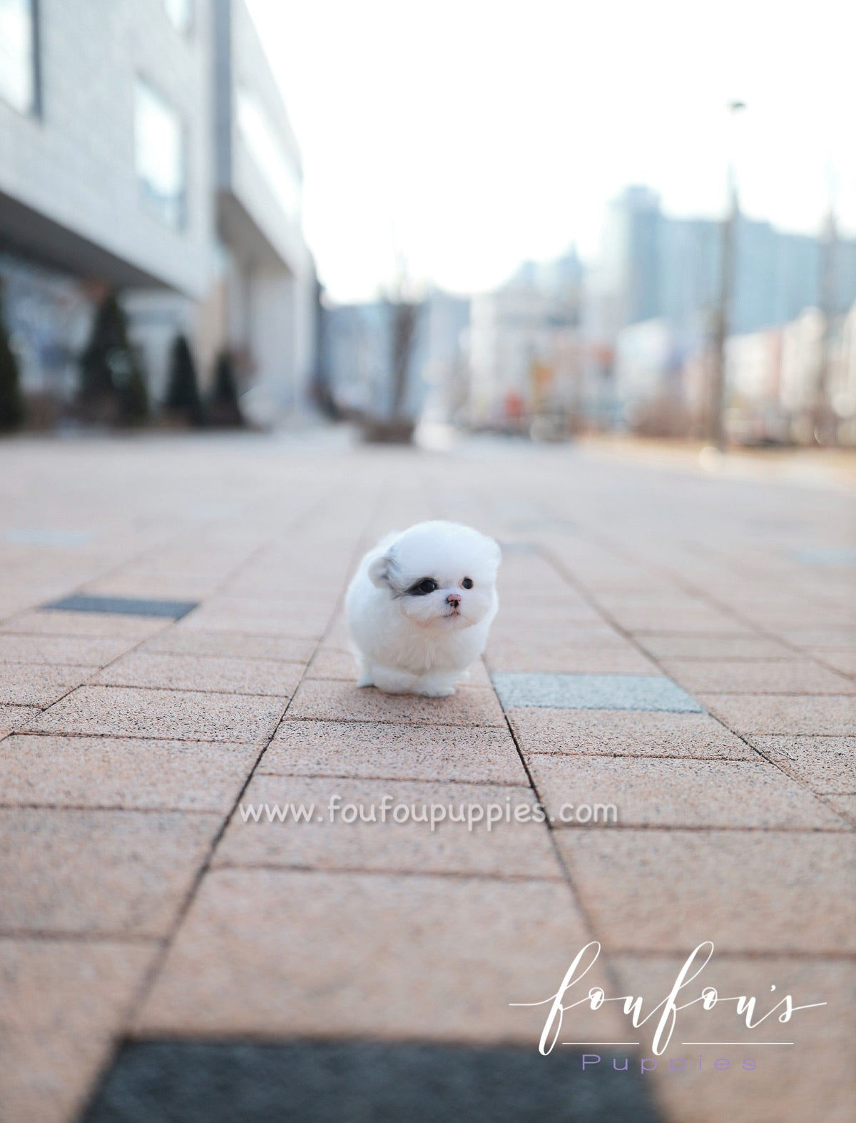Goji - Poodle M.