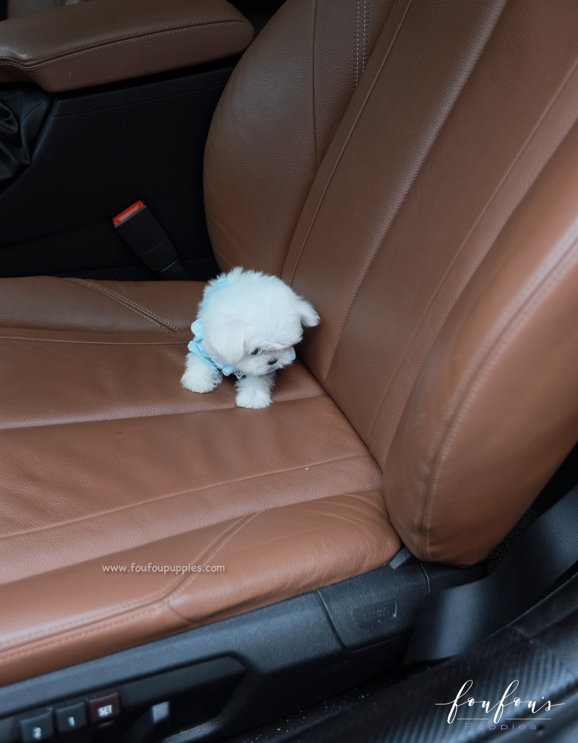 Mochi - Maltese M.