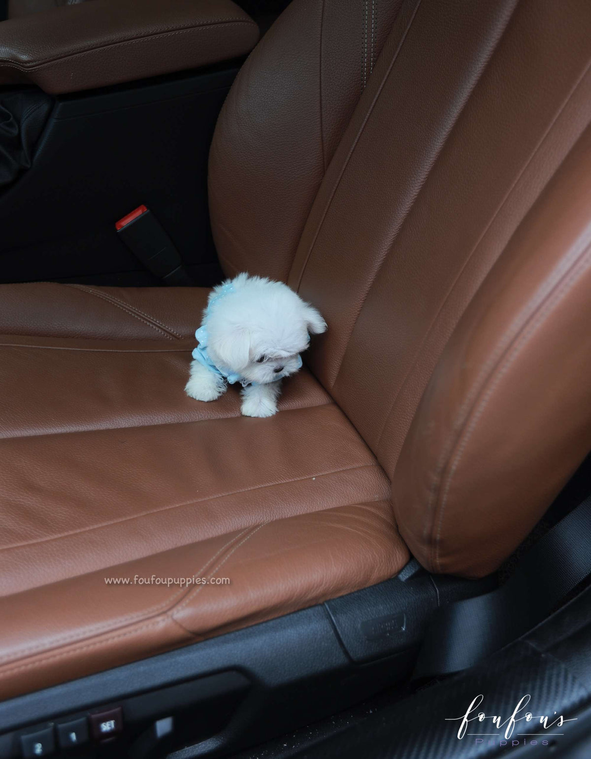 Mochi - Maltese M.