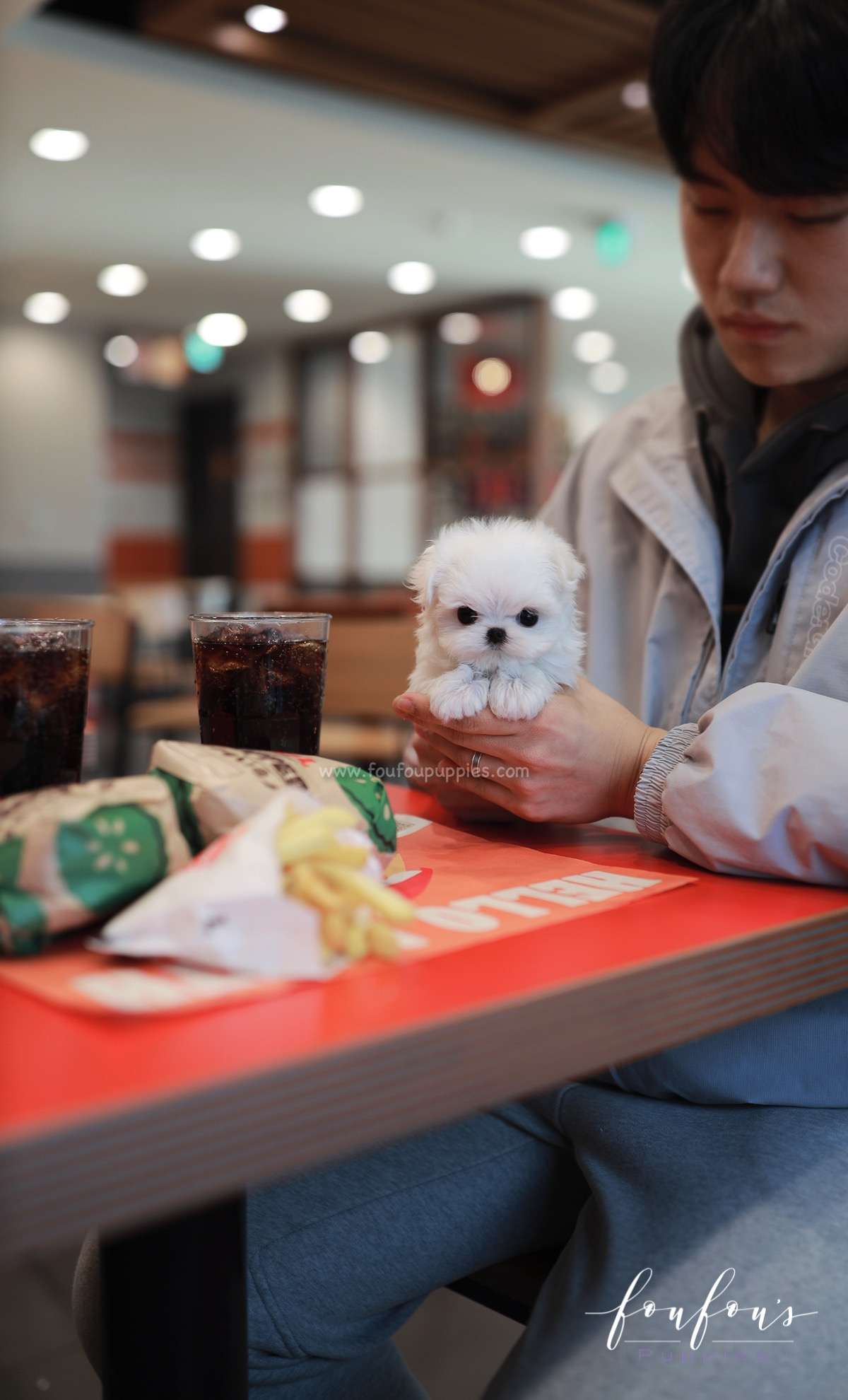Nelly - Maltese F.