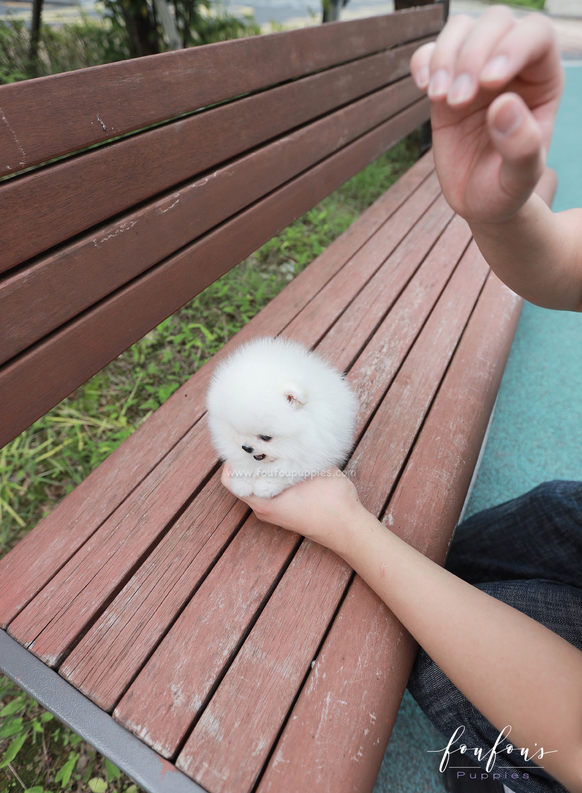 Lumi - Pomeranian F.