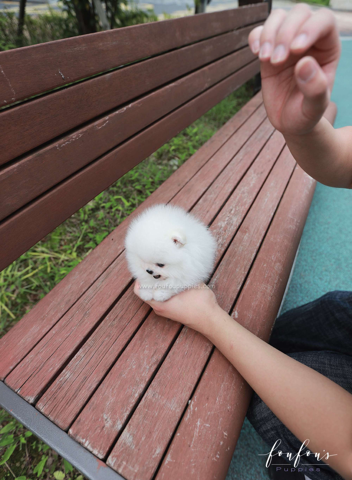 Lumi - Pomeranian F.