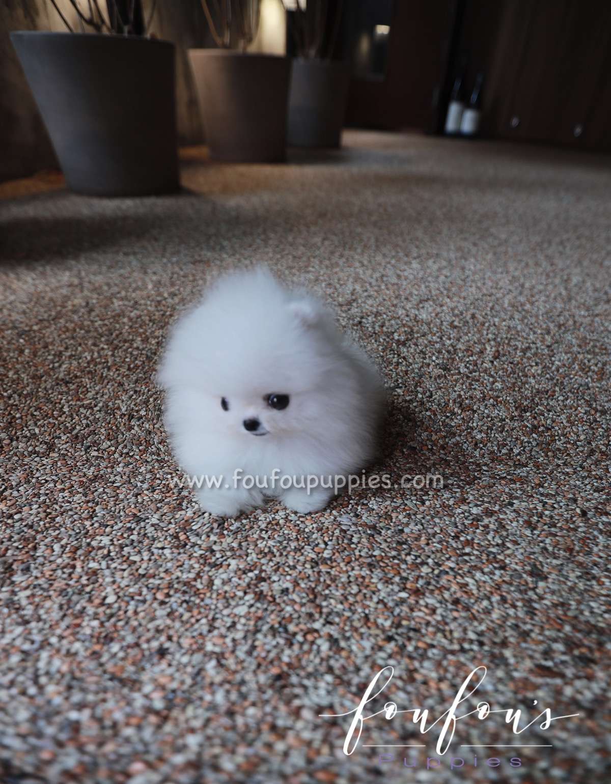 Santorini - Pomeranian M.