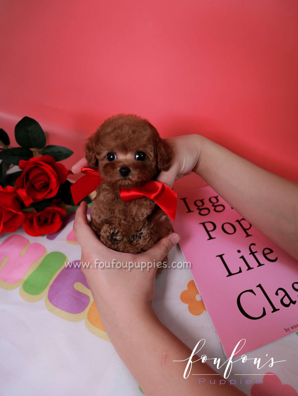 Scarlet - Poodle F.