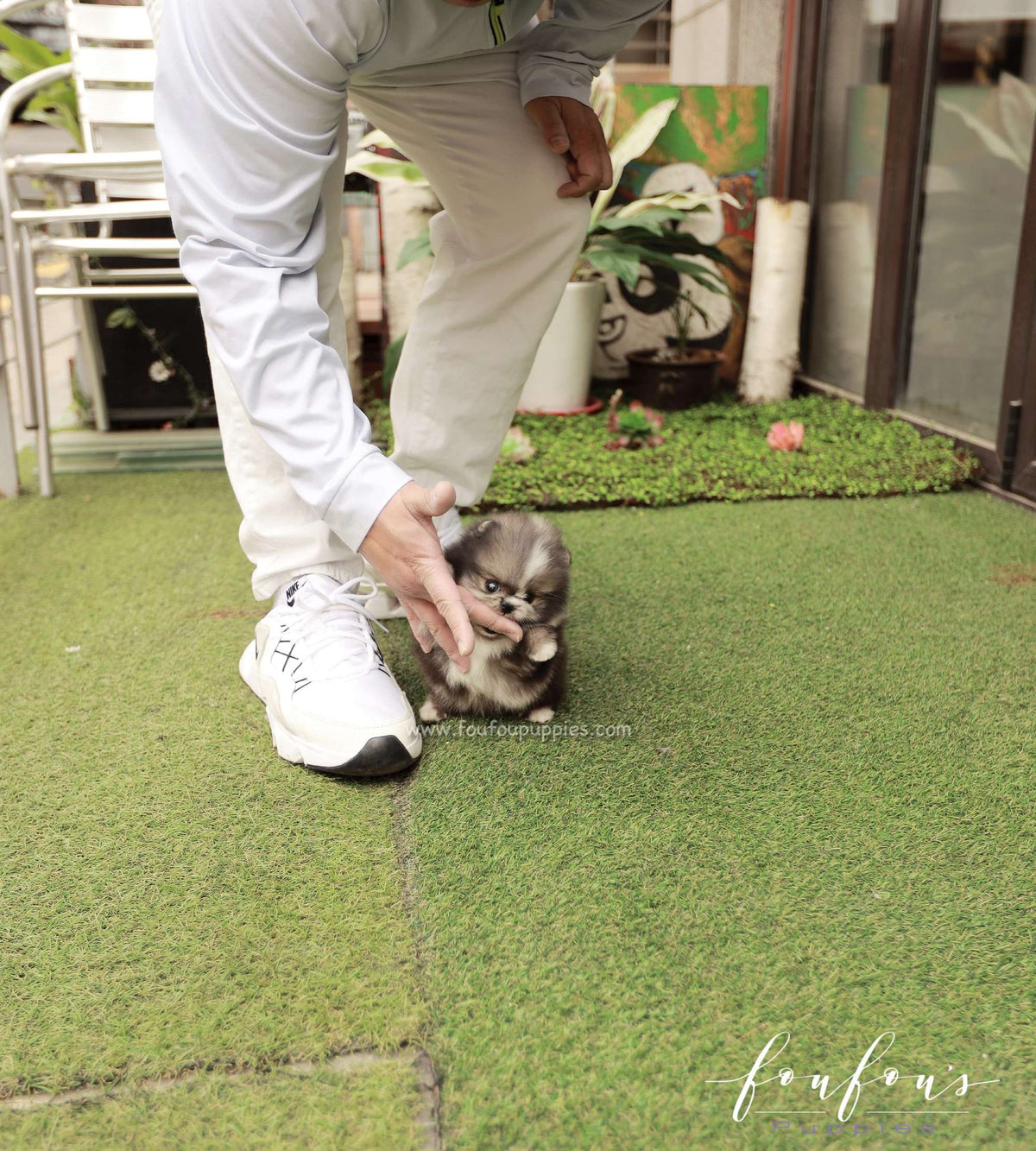 Oreo - Pomeranian M.