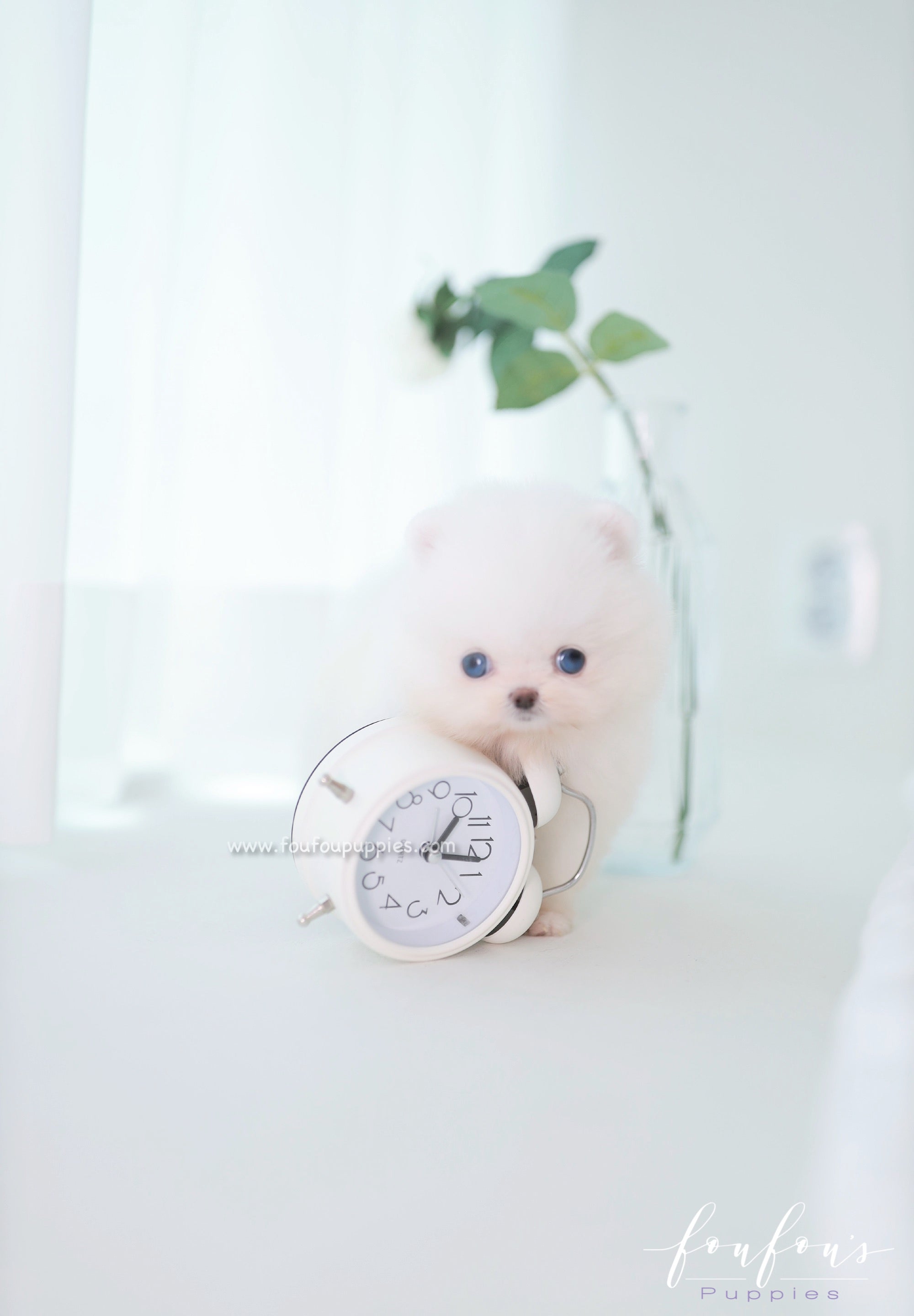 Ciel - Pomeranian F.