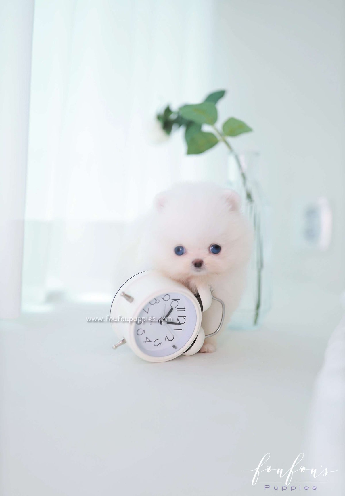 Ciel - Pomeranian F.