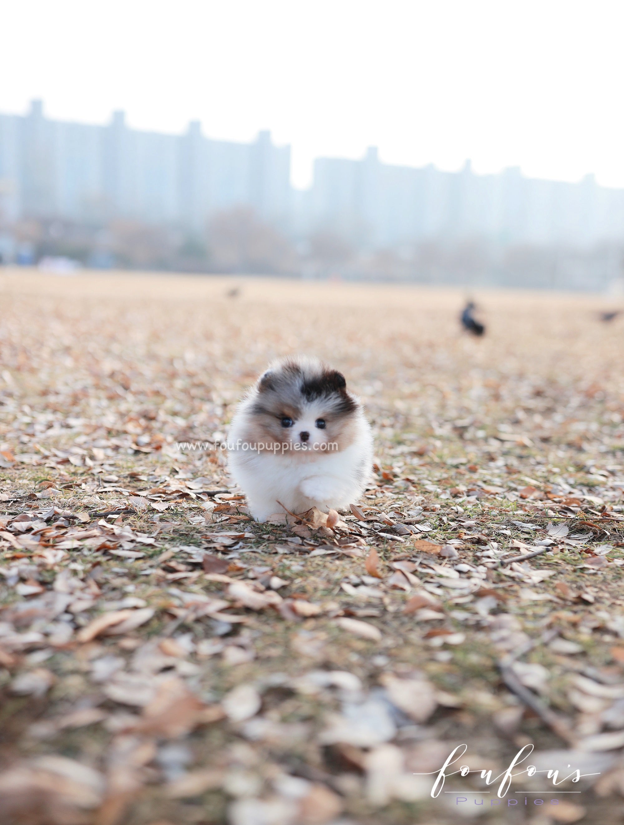 Kai - Pomeranian M.