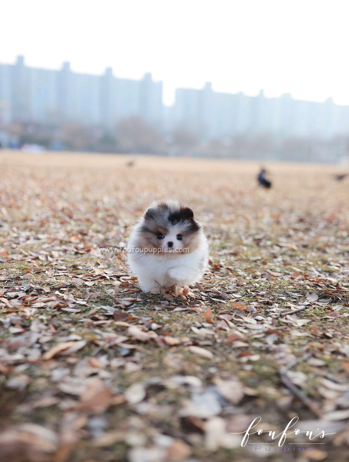 Kai - Pomeranian M.