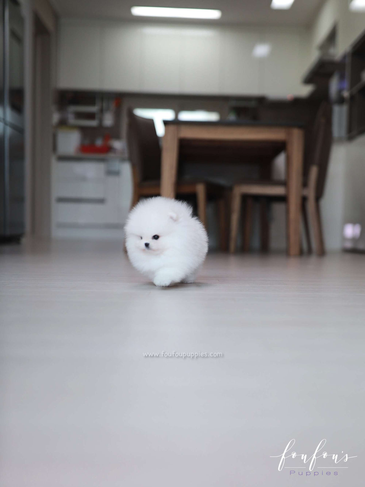 Maximillian - Pomeranian M.