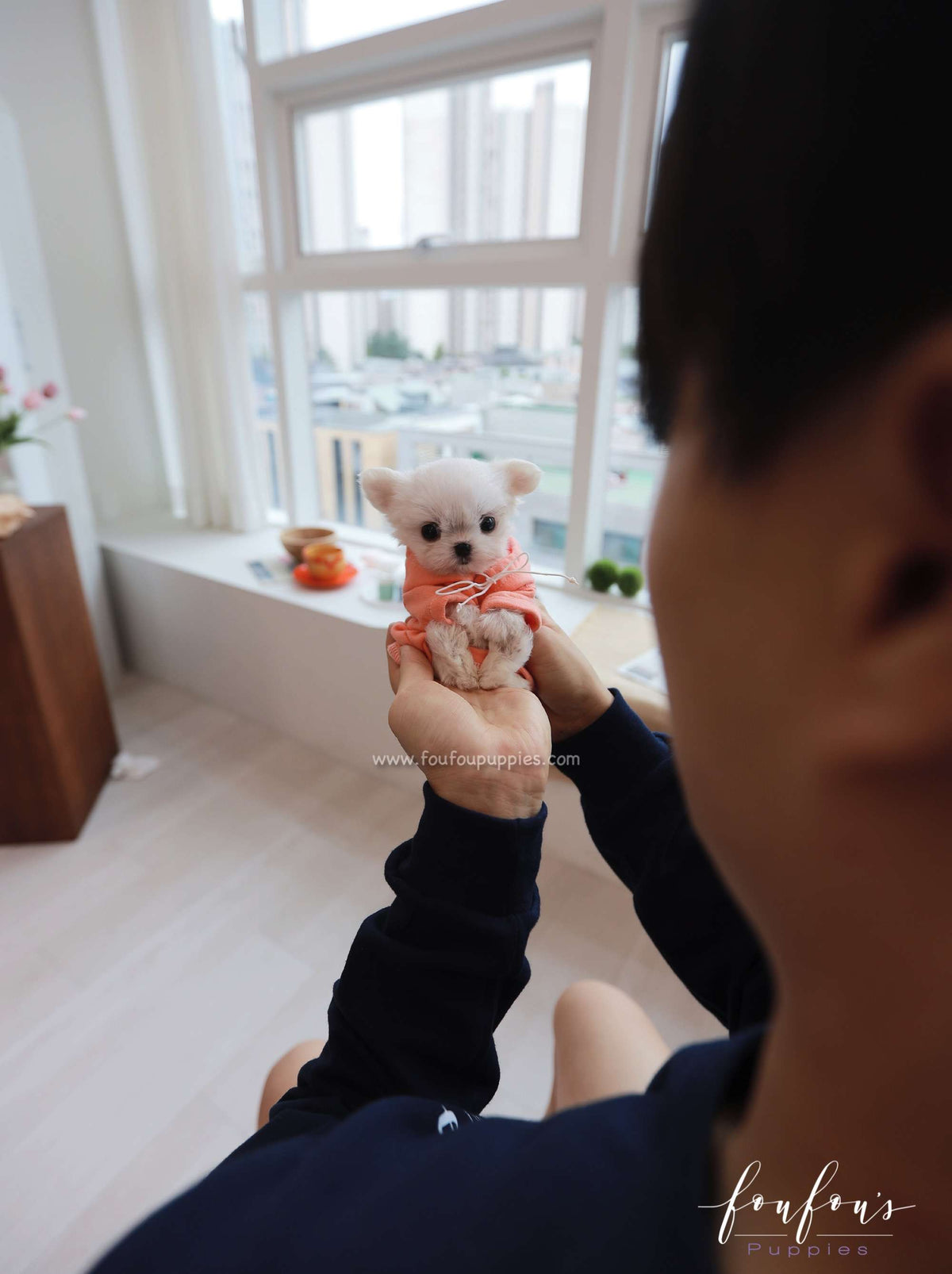 Miss Muffin - Maltese F.