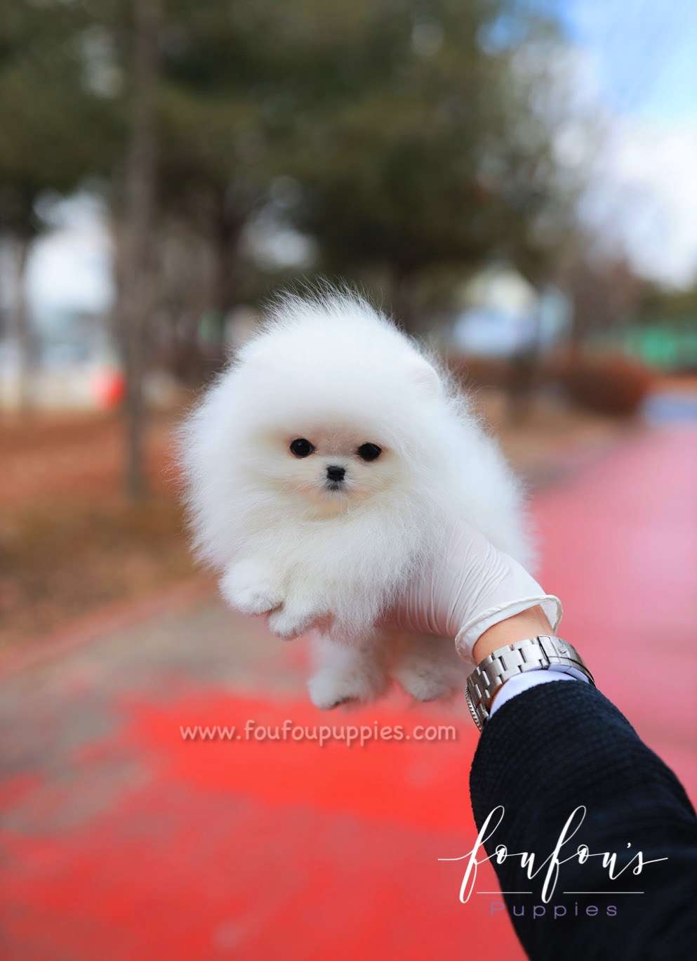 Luke - Pomeranian M.