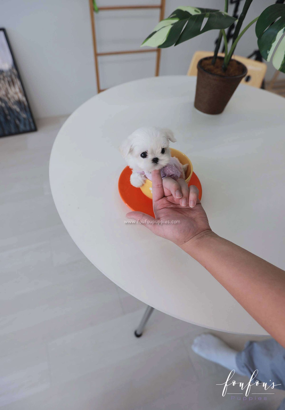 Pebbles - Maltese F.
