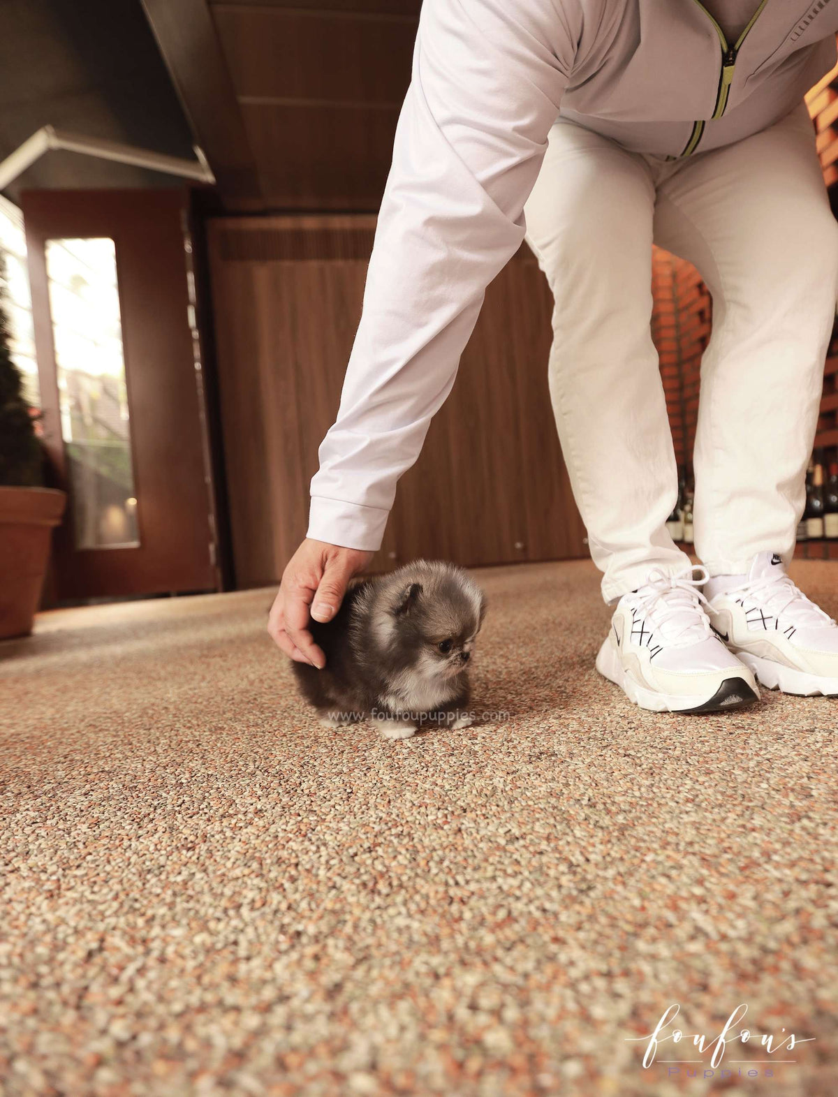 Oreo - Pomeranian M.
