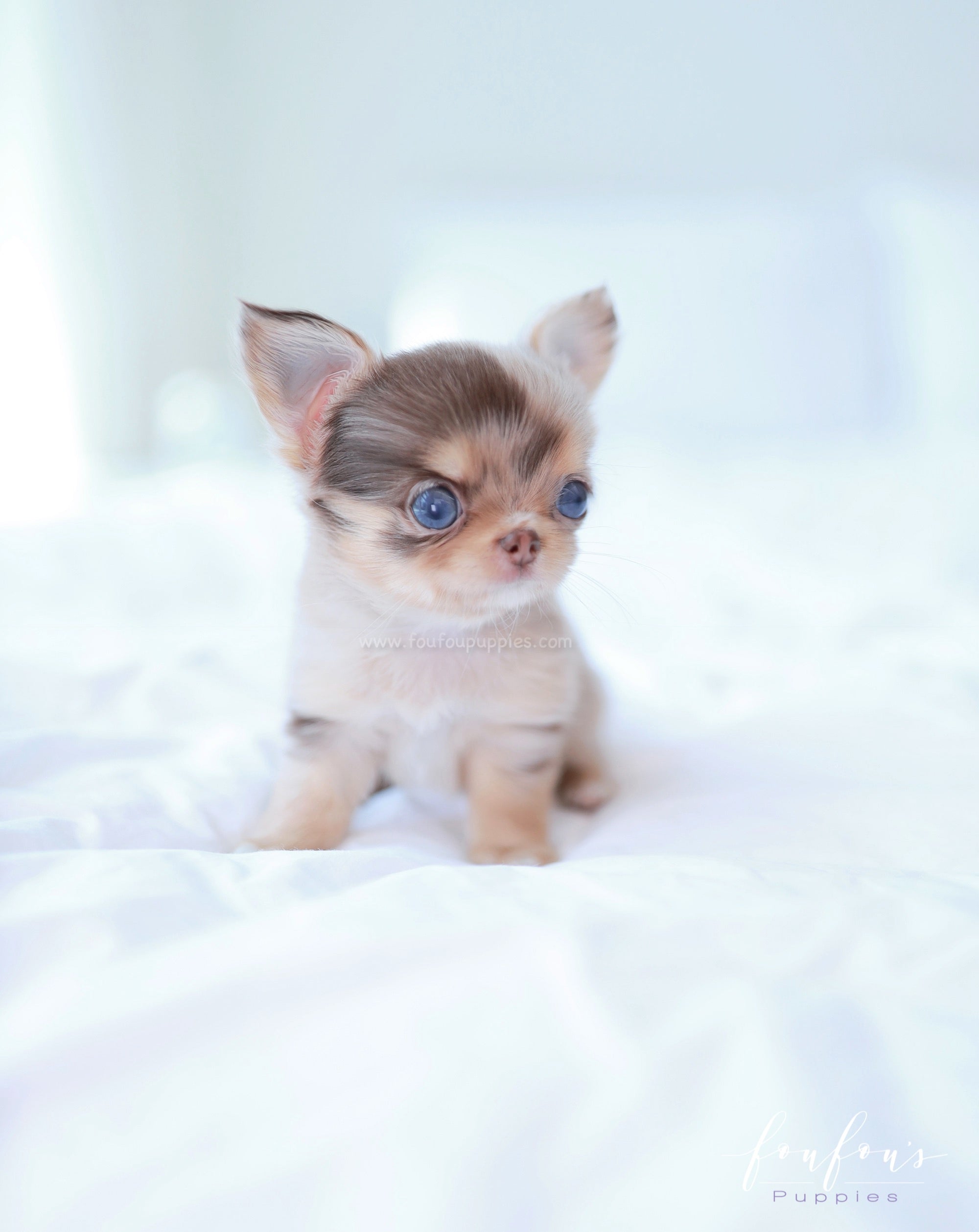 Marbella - Chihuahua F.