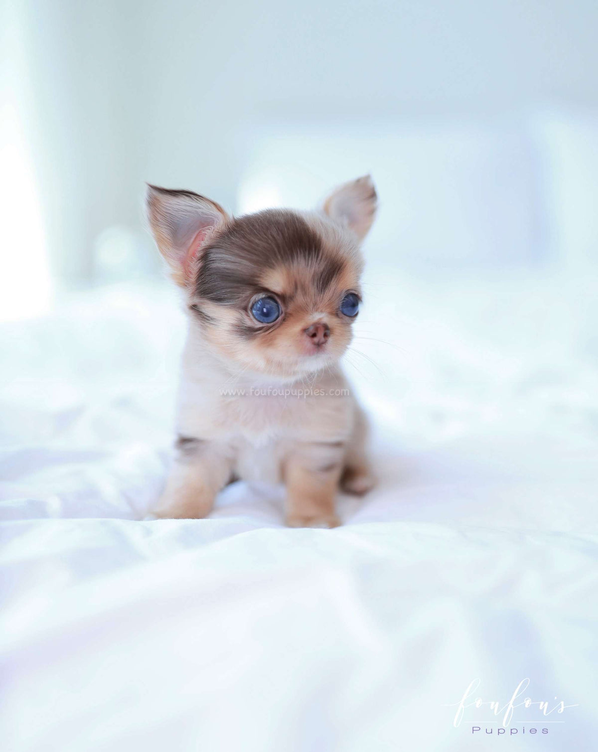 Marbella - Chihuahua F.