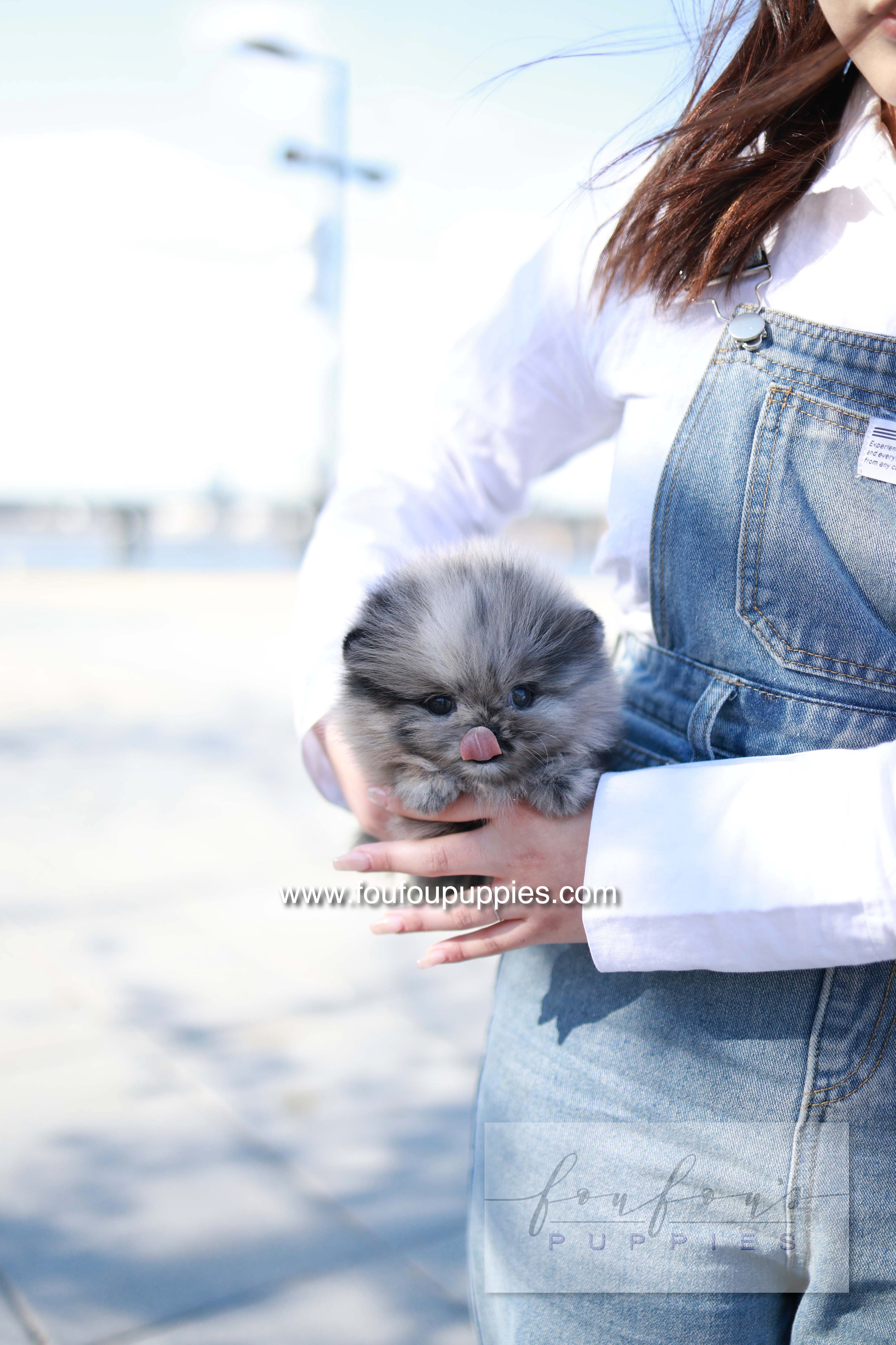 Mushy - Pomeranian M.