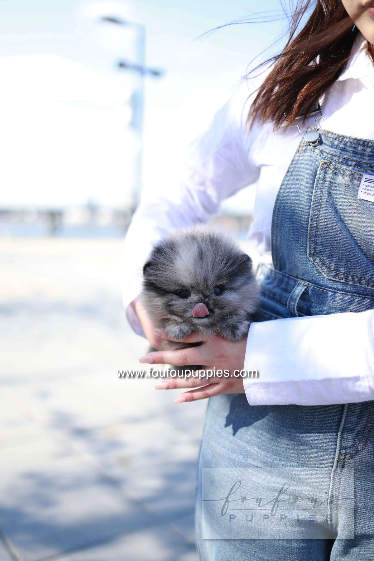 Mushy - Pomeranian M.