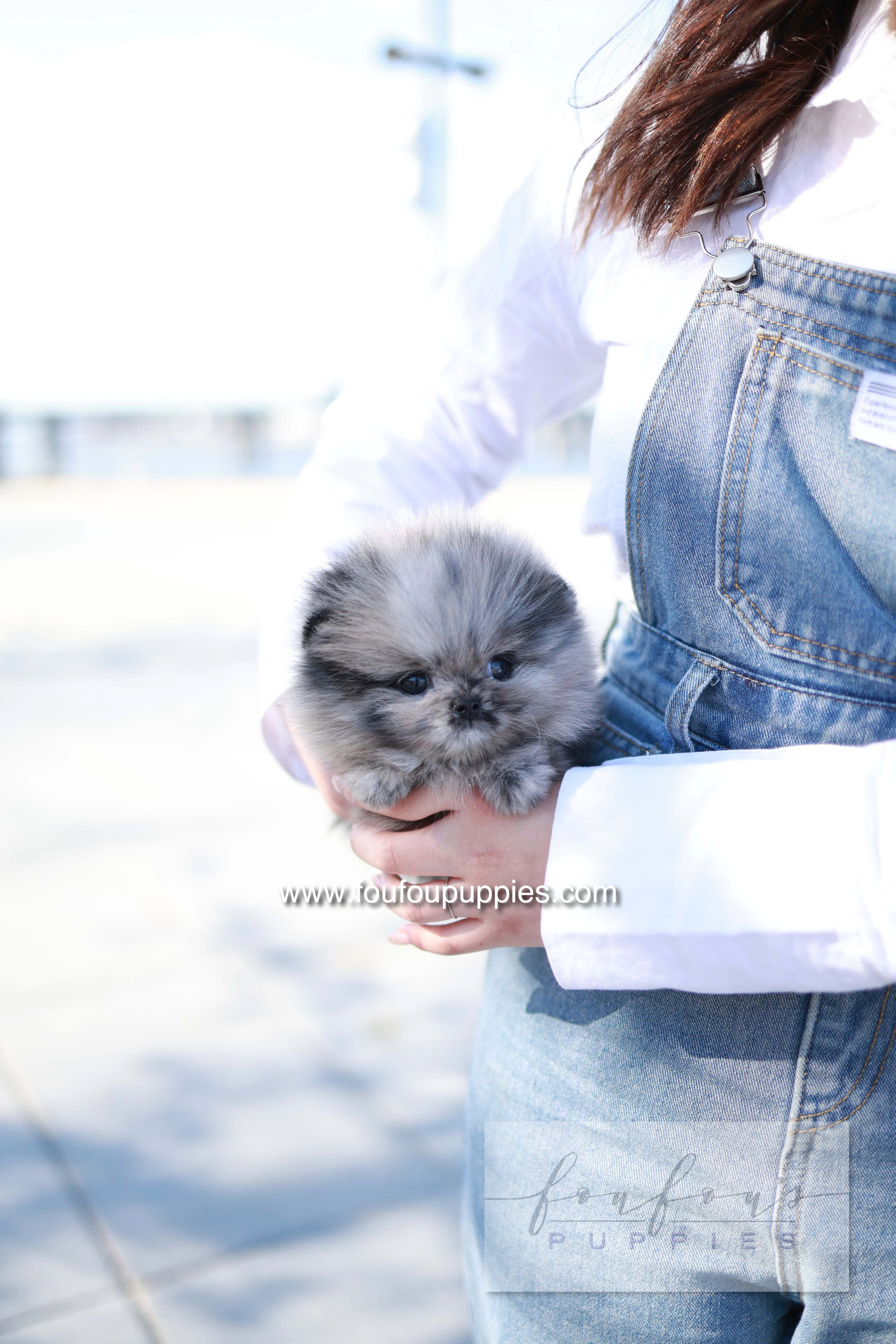 Mushy - Pomeranian M.