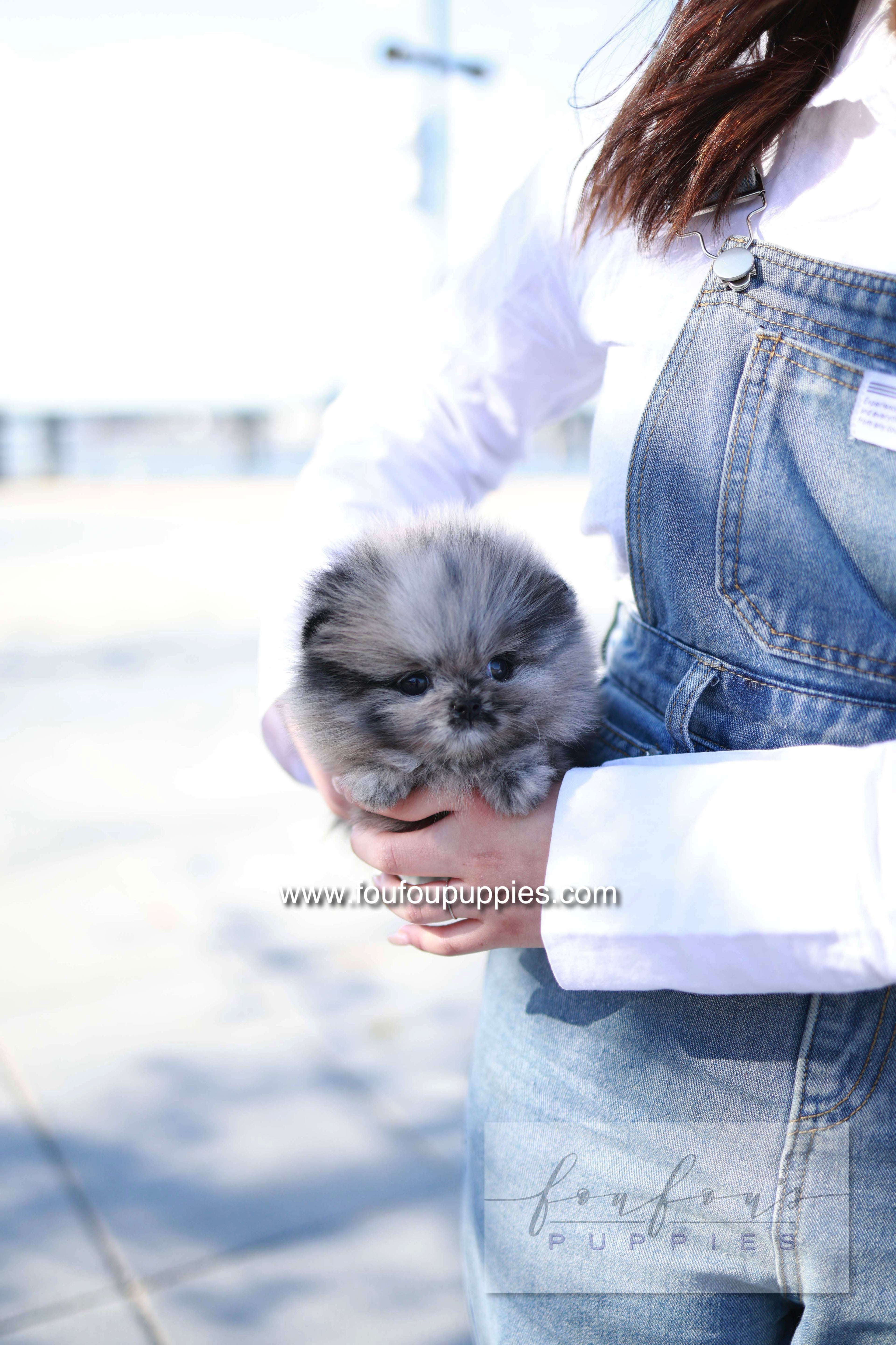 Mushy - Pomeranian M.