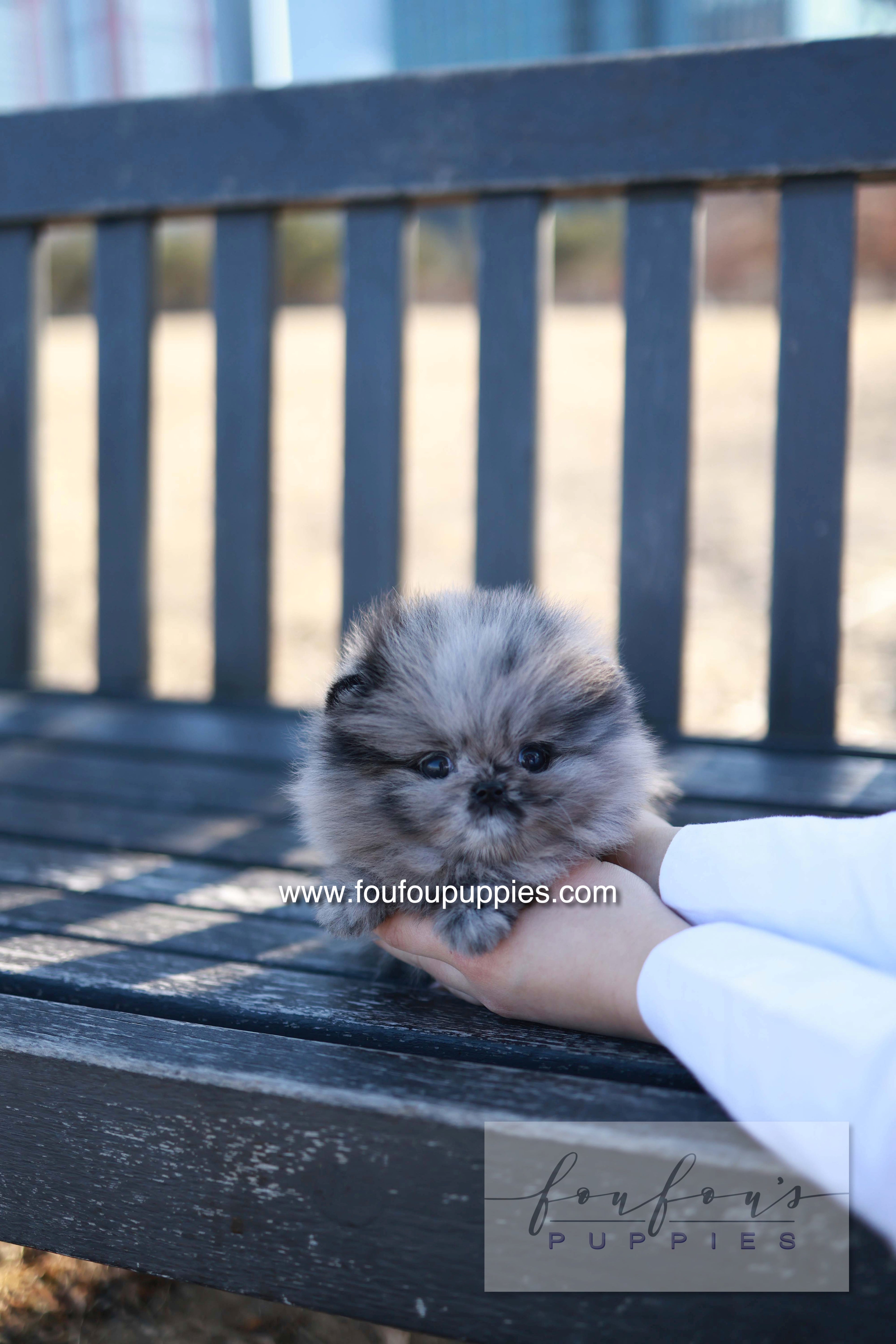 Mushy - Pomeranian M.