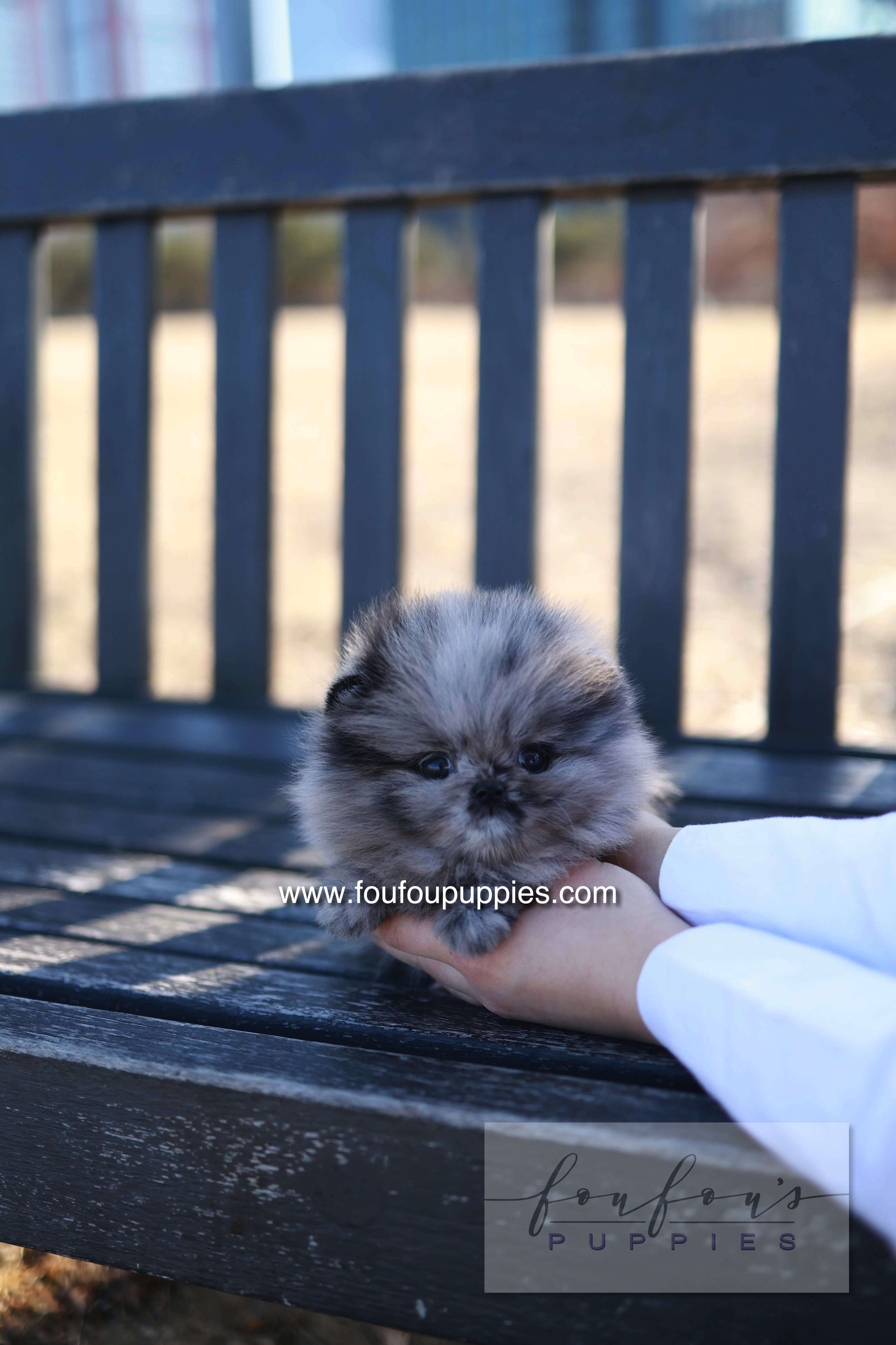 Mushy - Pomeranian M.