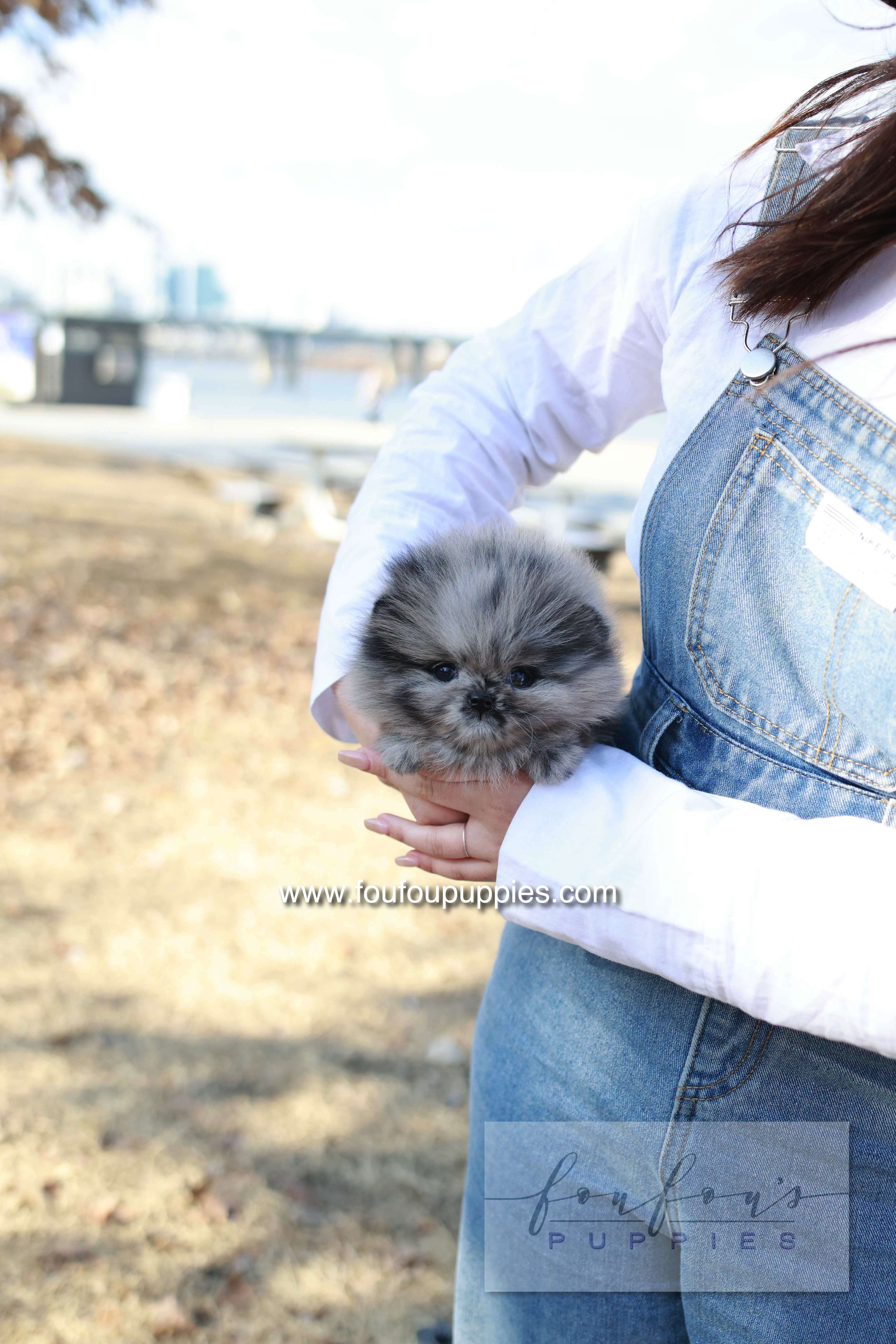 Mushy - Pomeranian M.