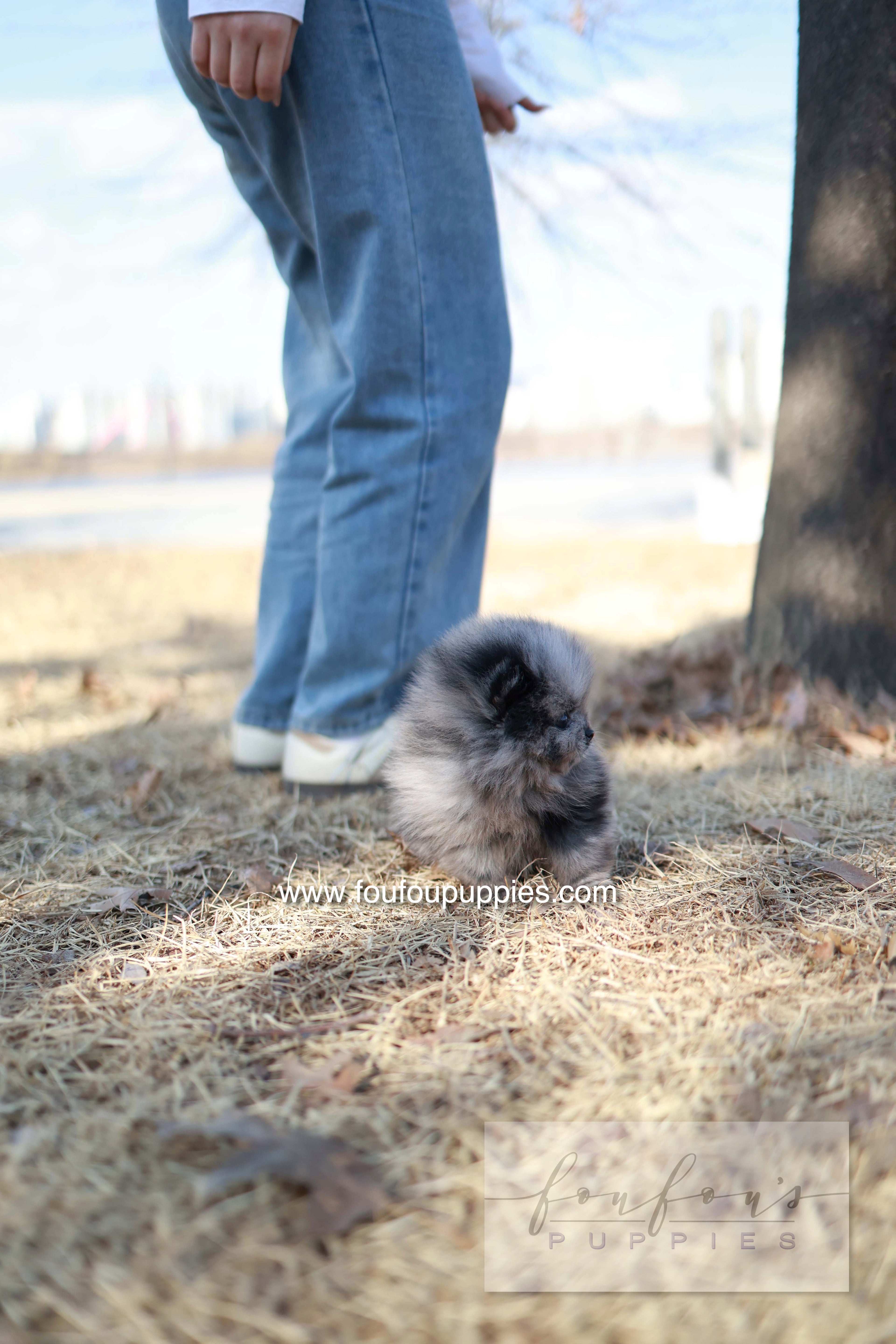 Mushy - Pomeranian M.