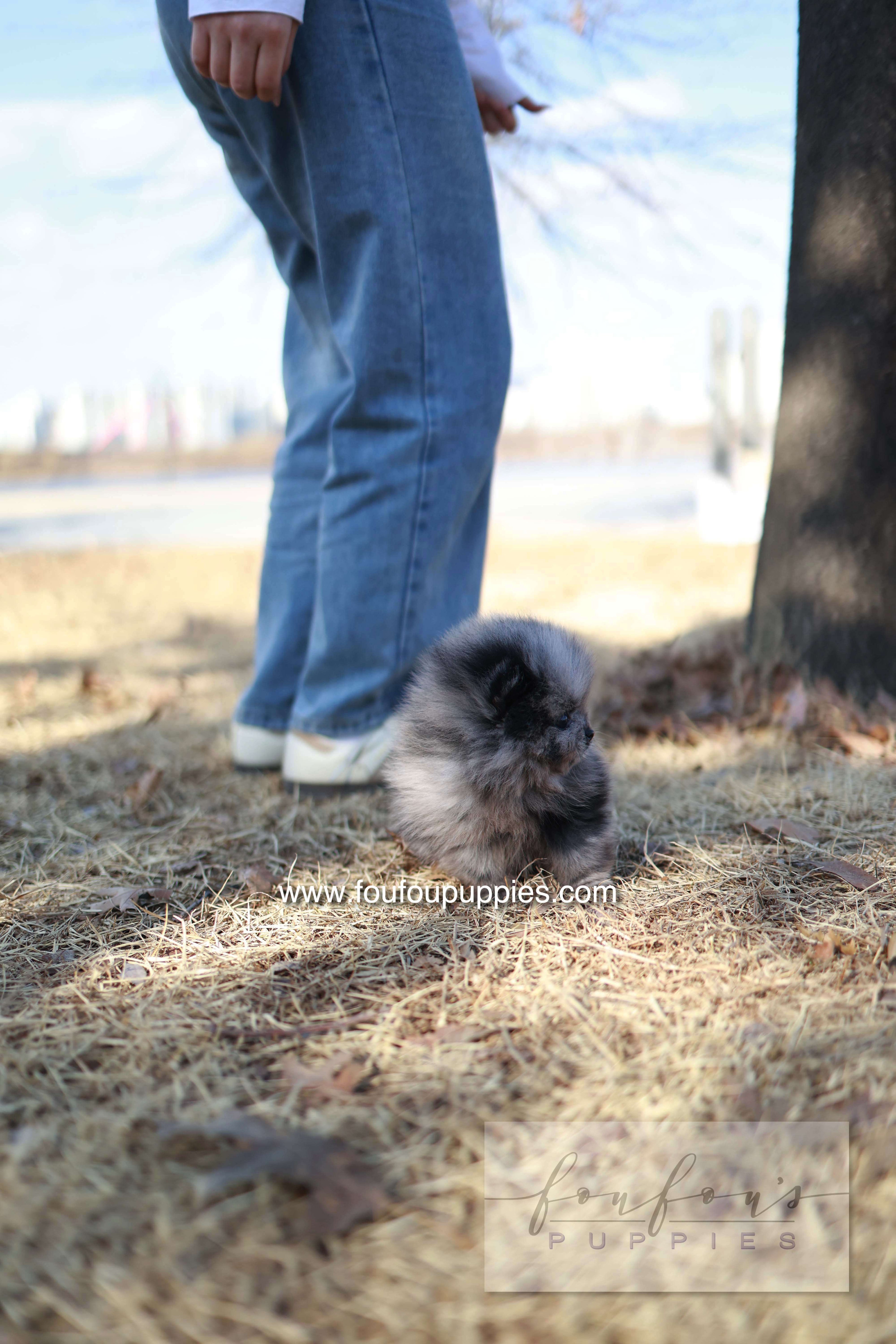 Mushy - Pomeranian M.